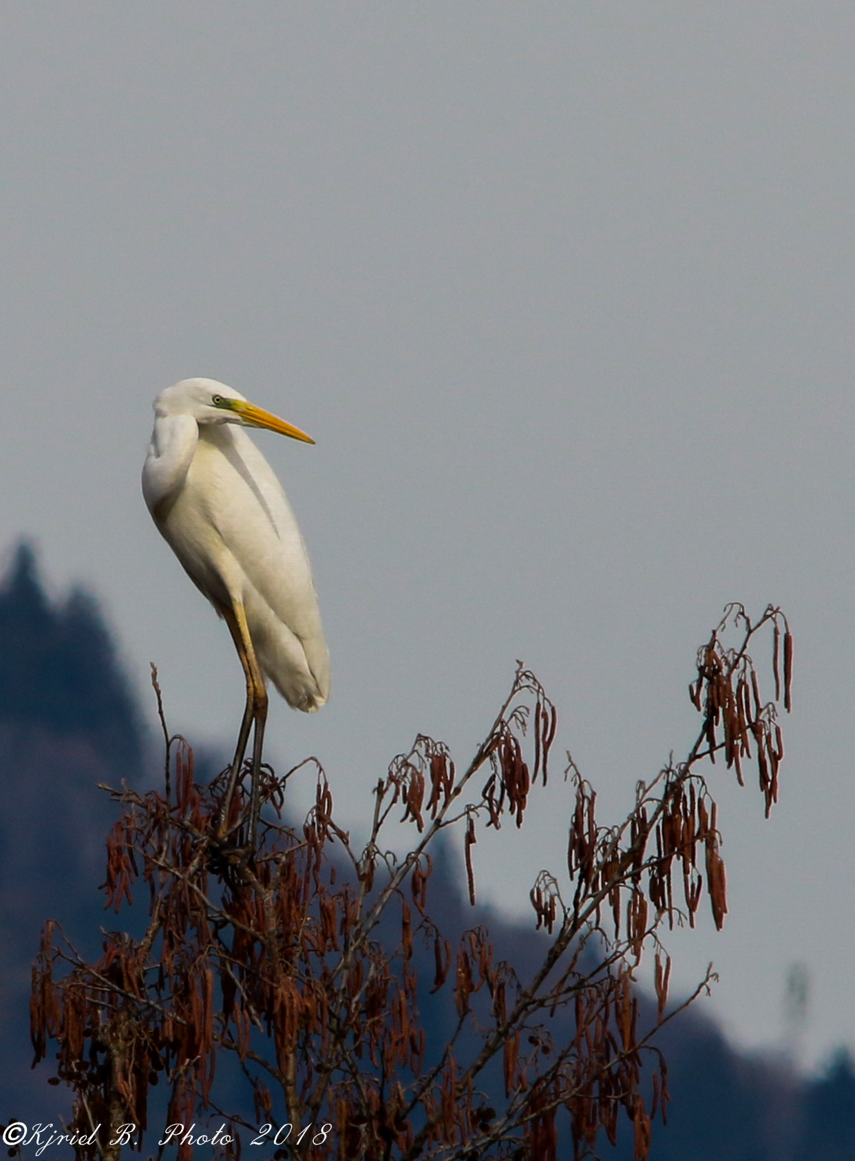 White Heron