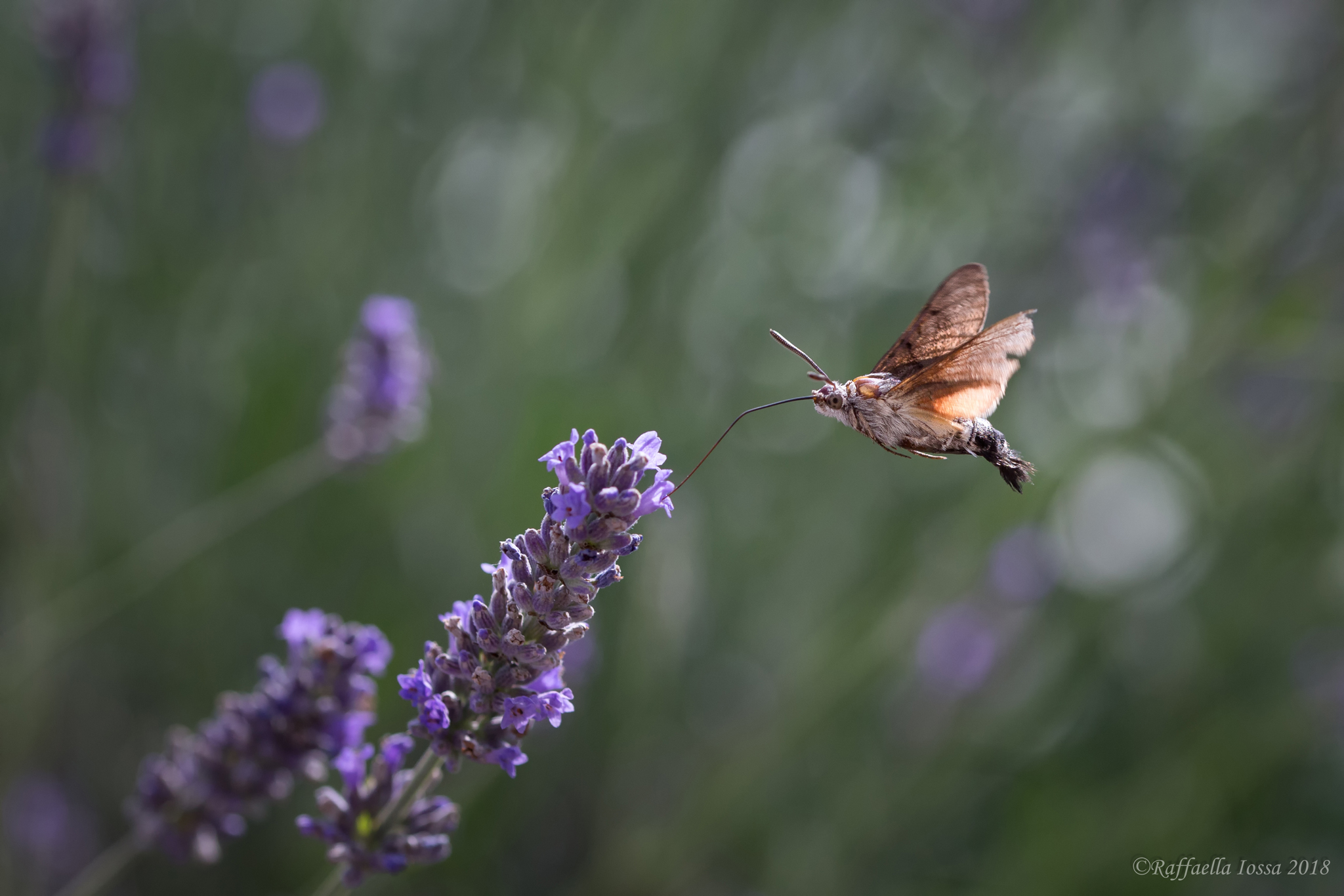 Macroglossum stellatarum