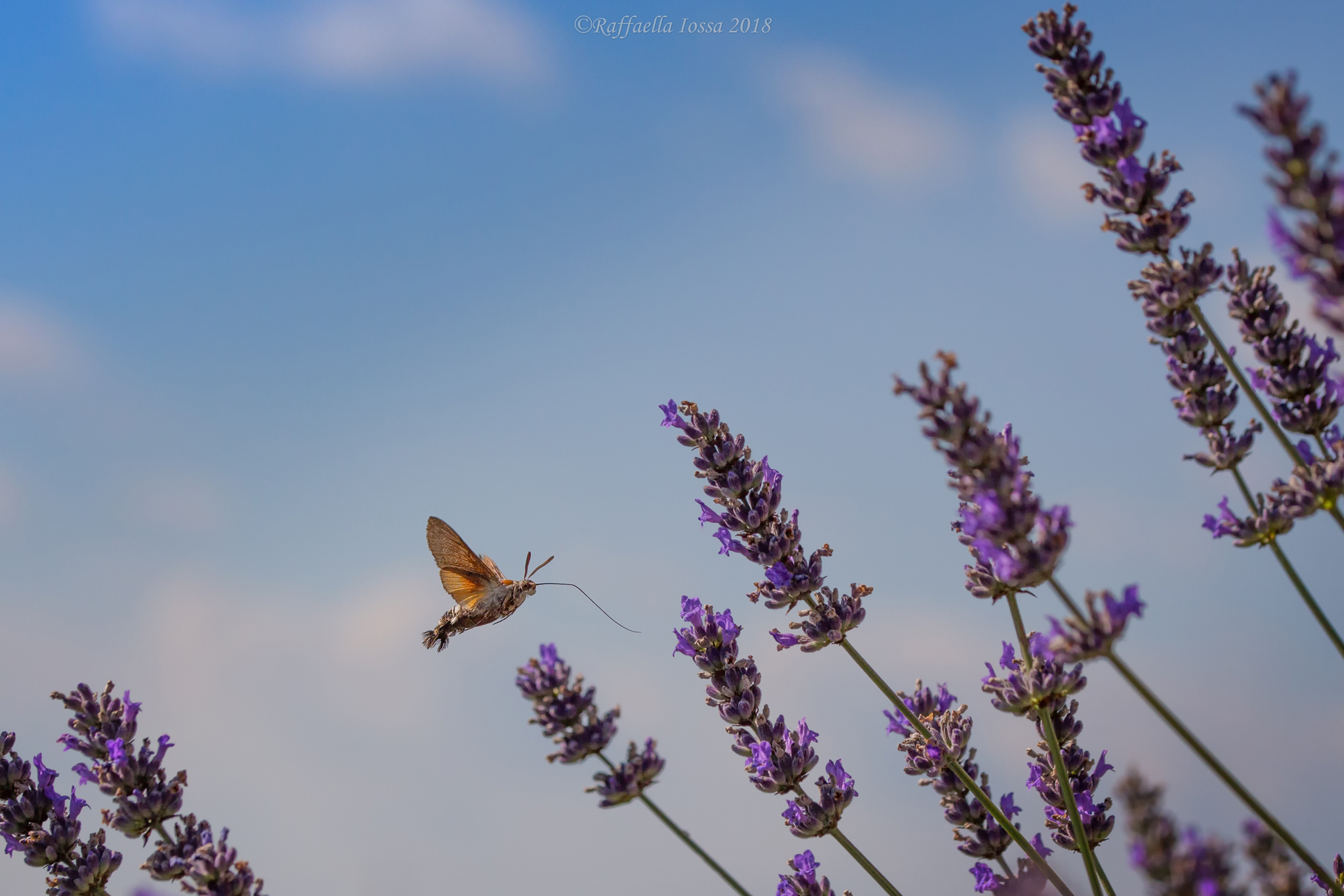 Macroglossum stellatarum