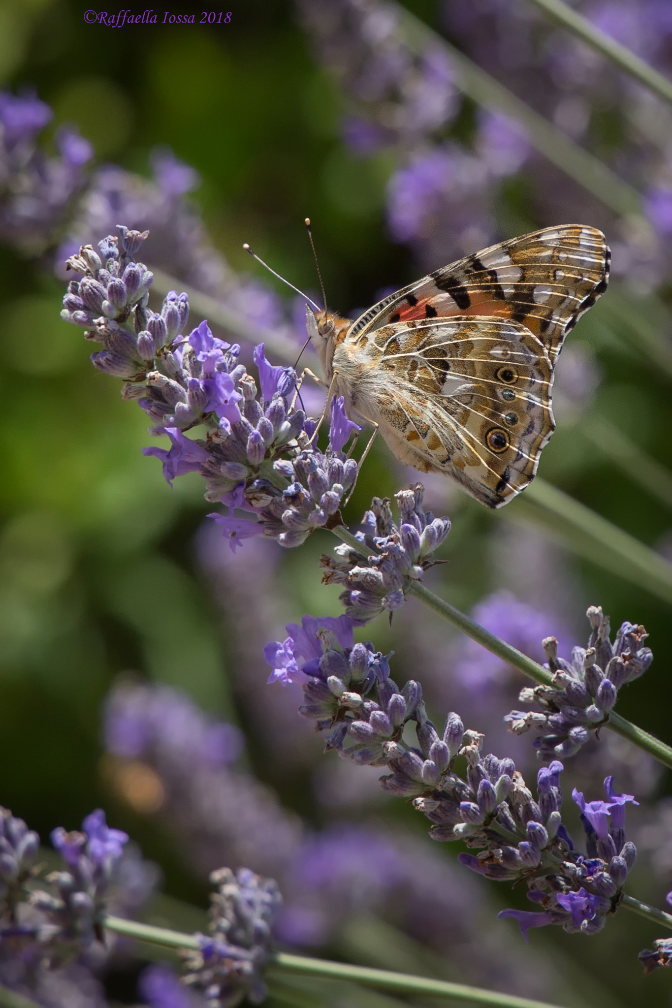 Vanessa Cardui