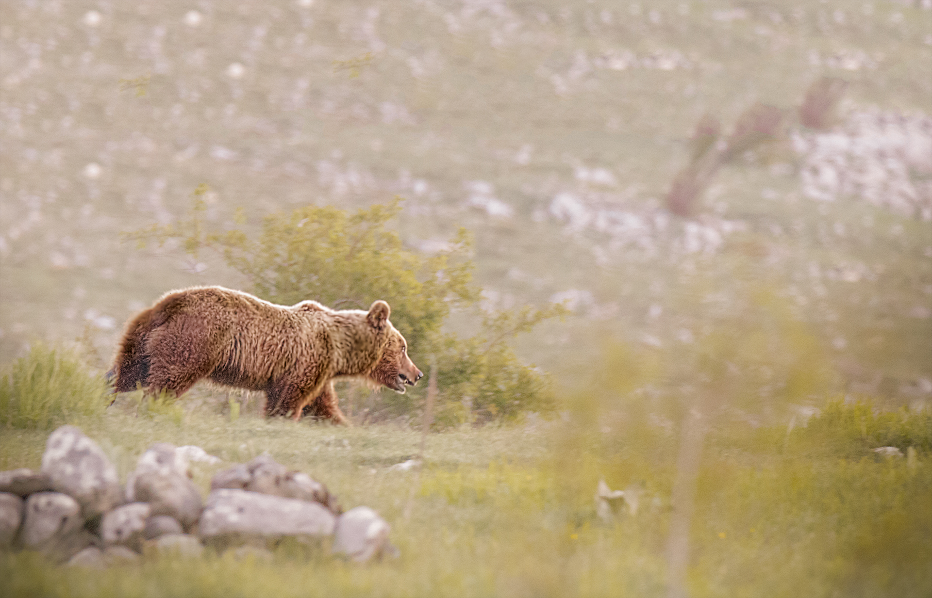 Brown Bear Marsicano