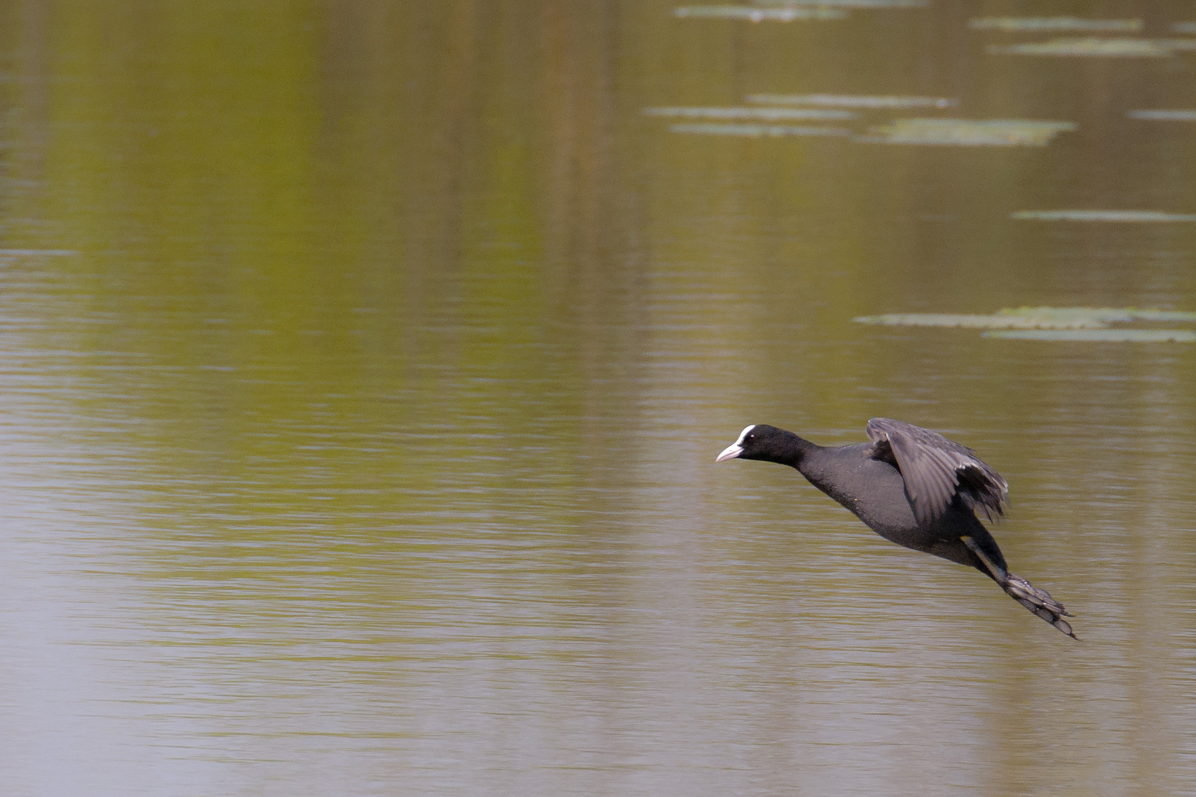 Folaga - Fulica atra