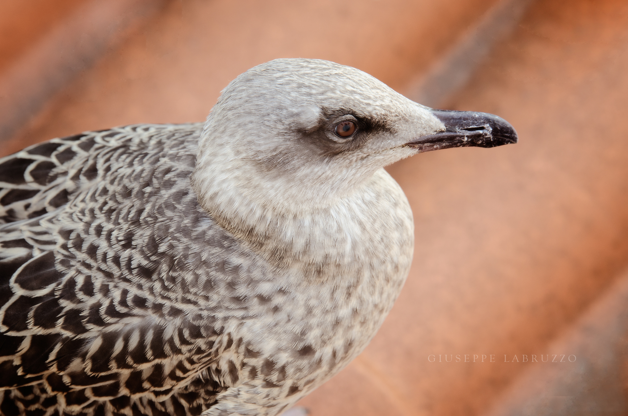 gabbiano reale (mediterraneo)