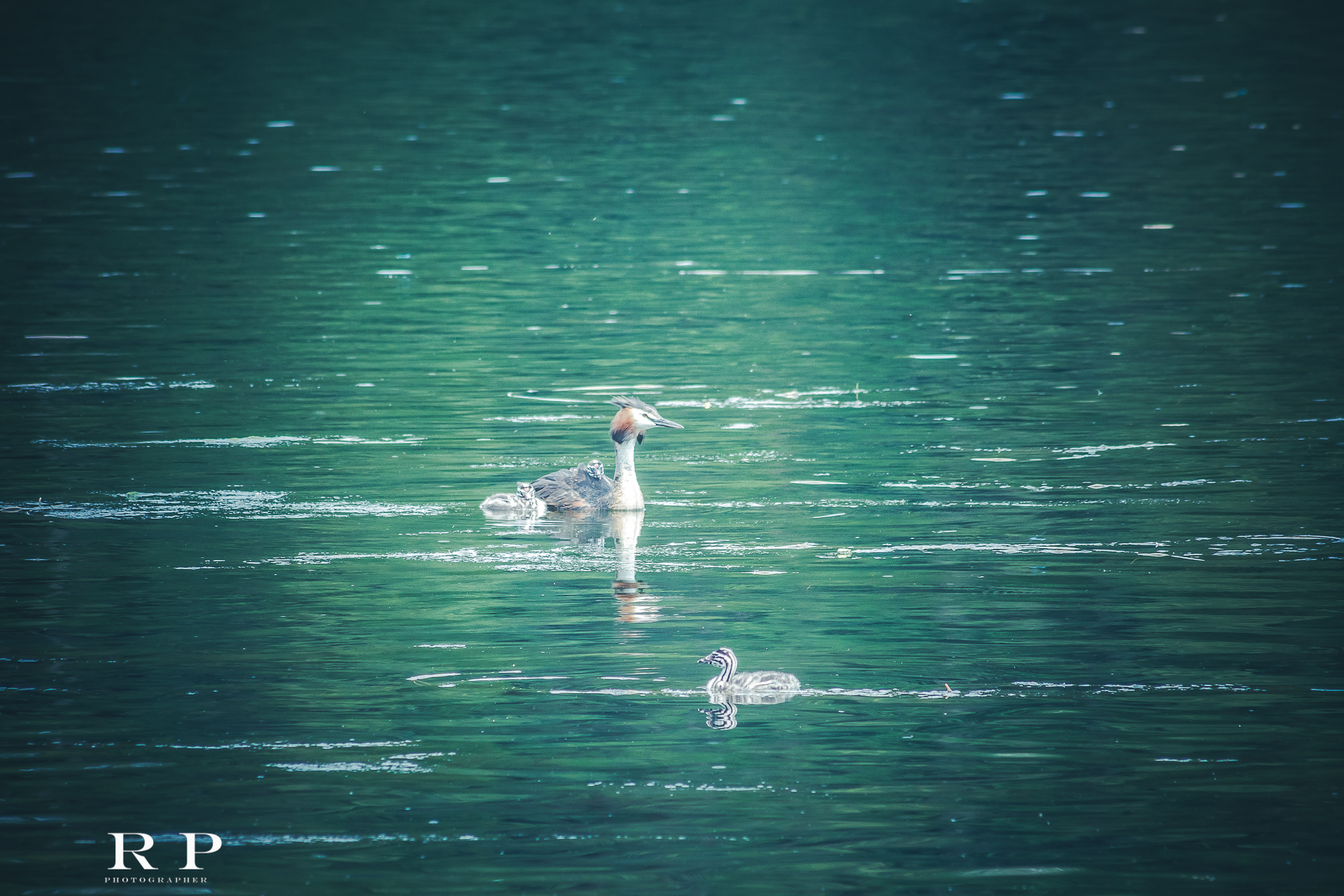 Grebe with family following