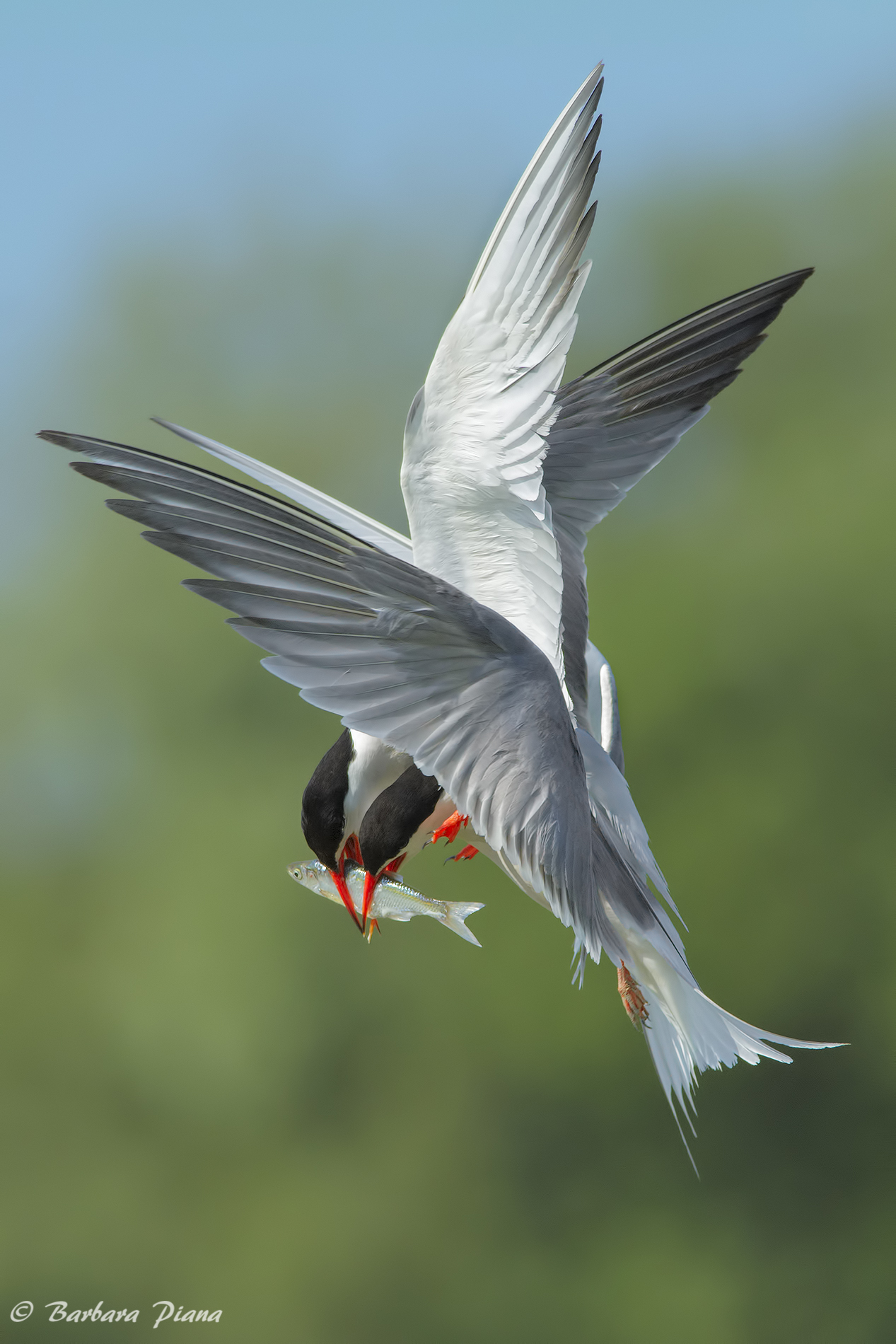 Tern