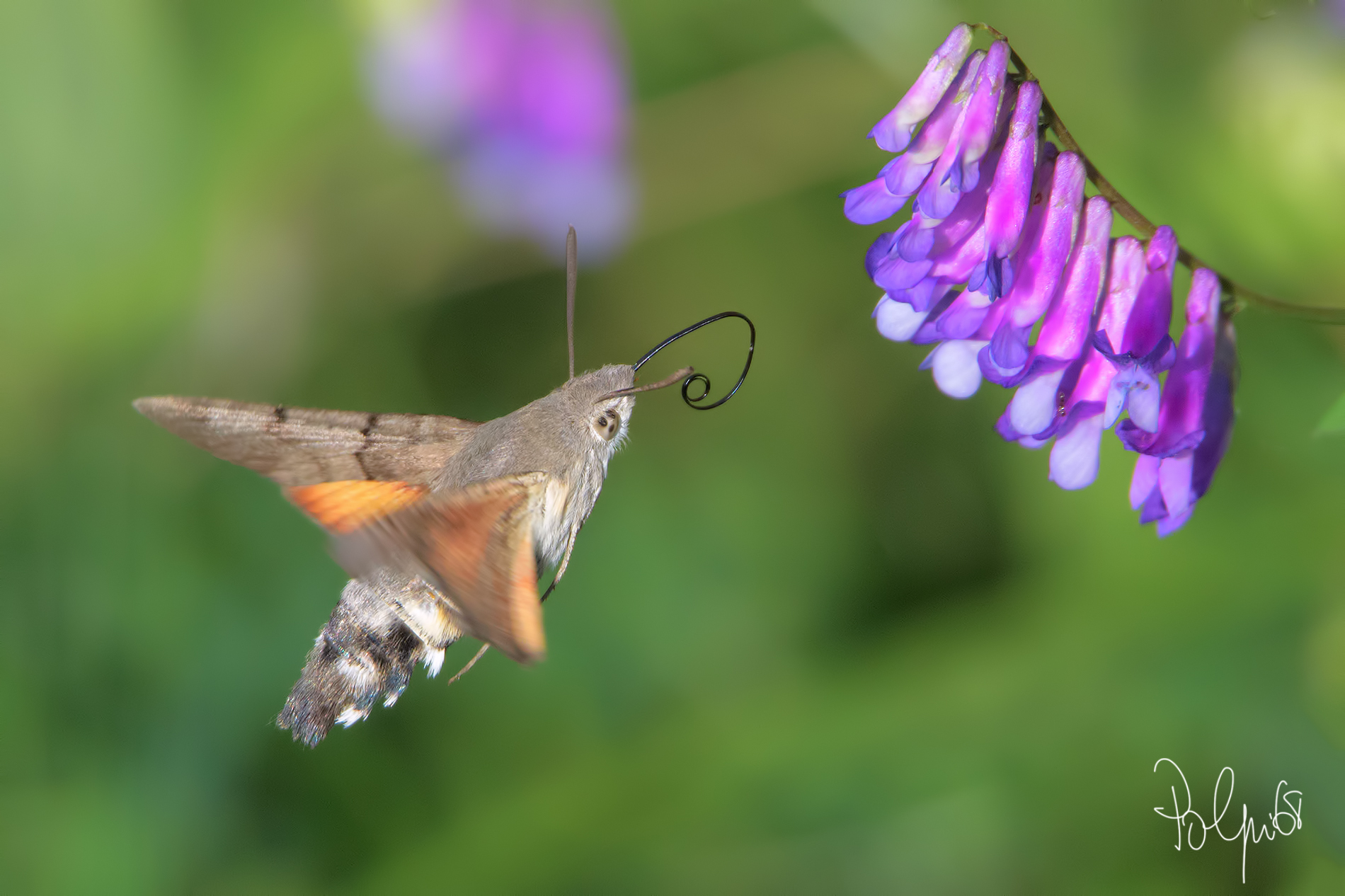 A Hummingbird in Baby dreams