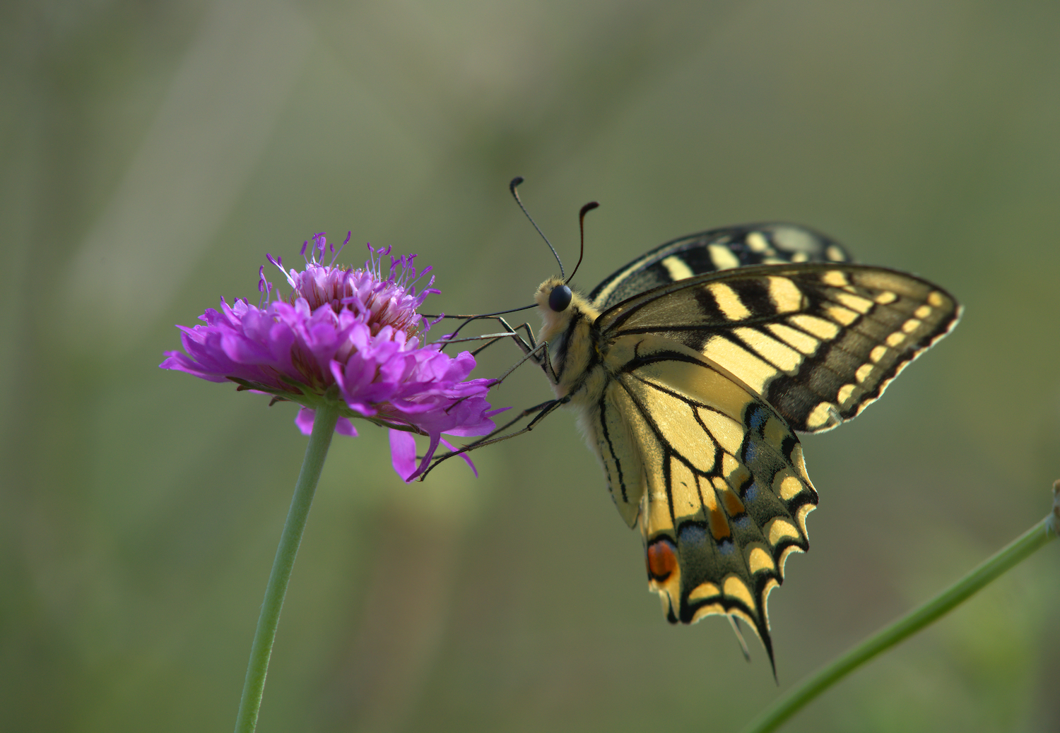 Papilio Machaon