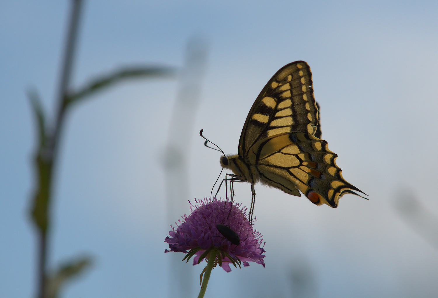 Papilio Machaon