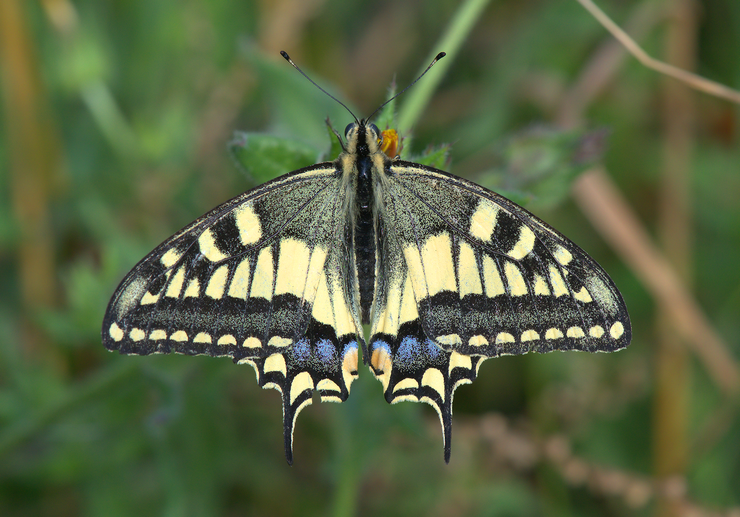 Papilio Machaon