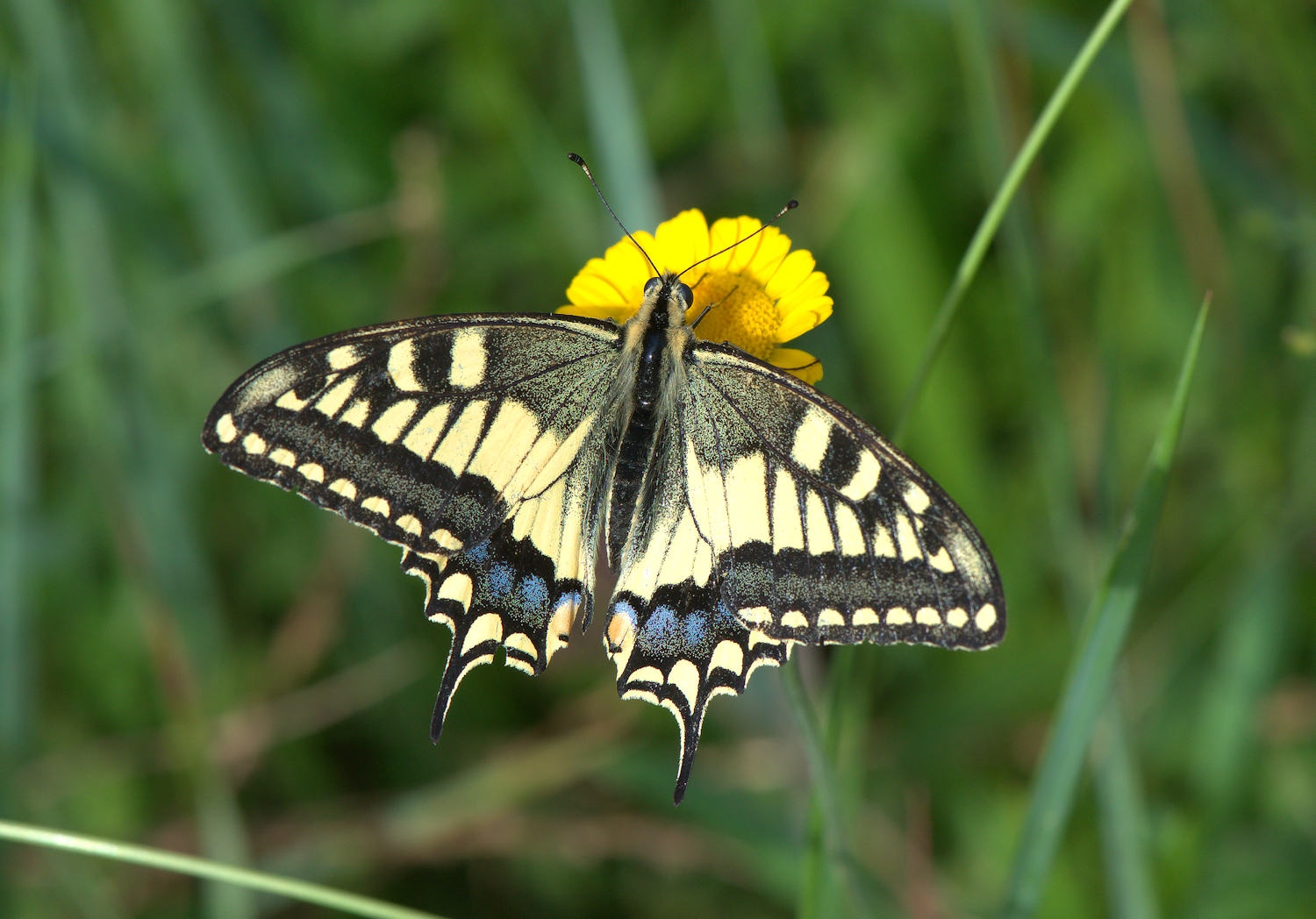 Papilio Machaon
