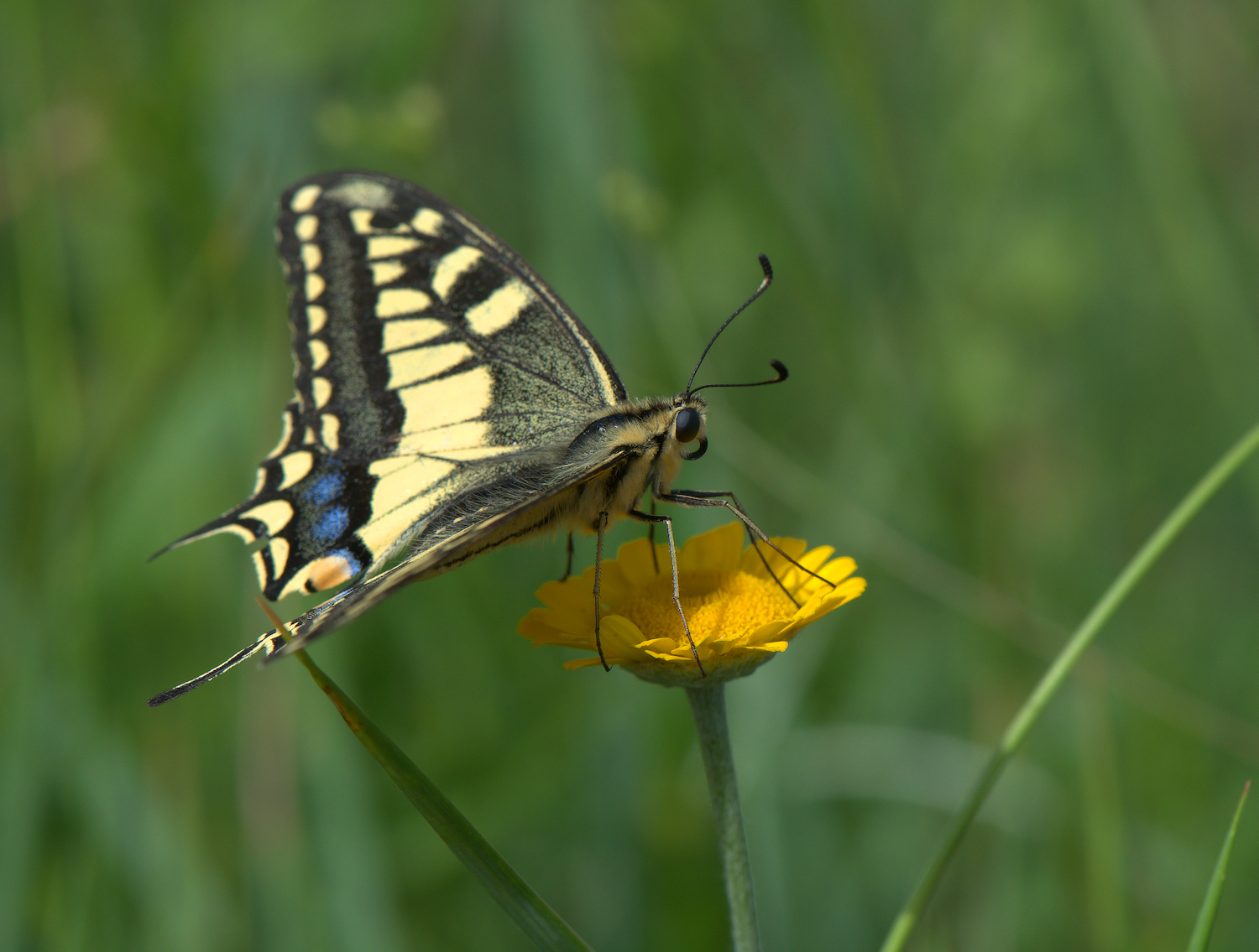 Papilio Machaon