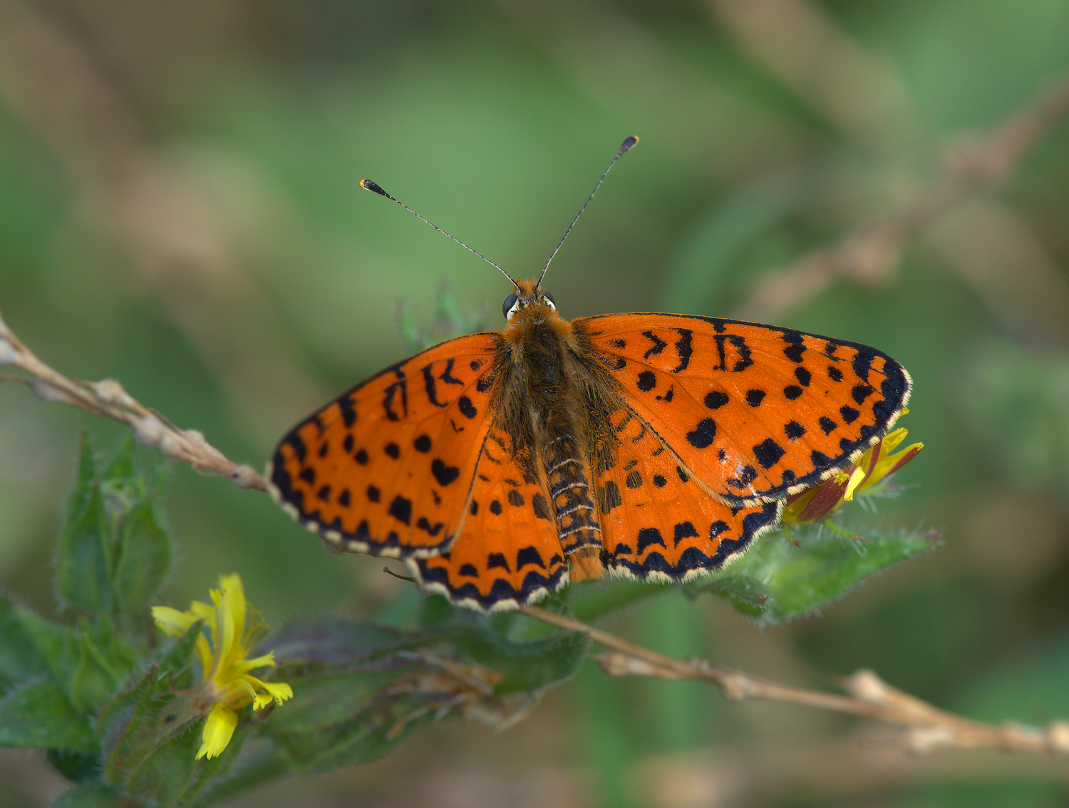 Fritillary Dydima
