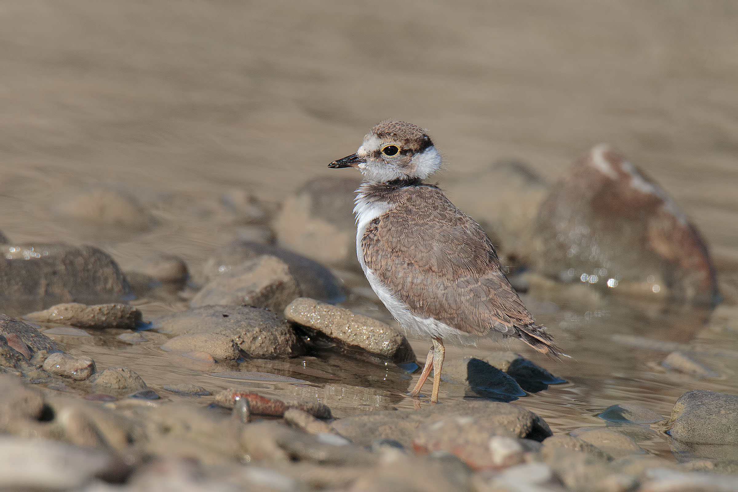 Little Courier Small