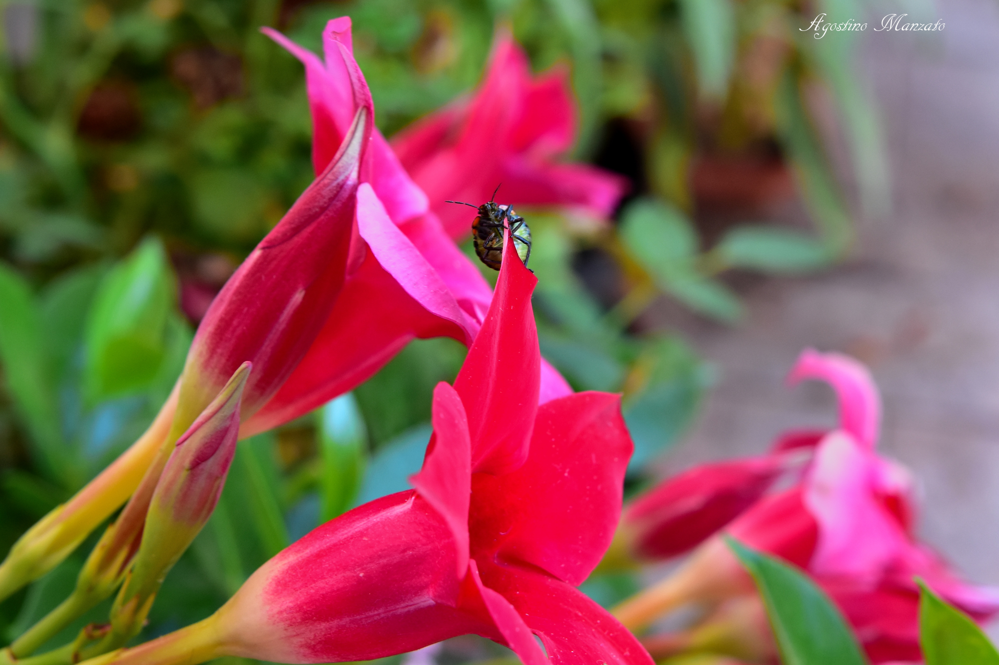 Equilibrismi di un giovane rincote
