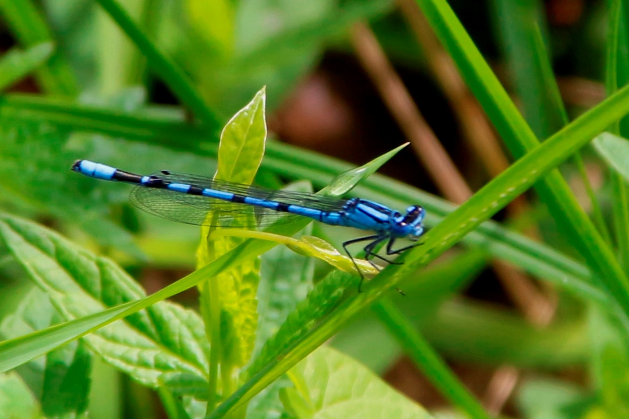 una libellula interista ?