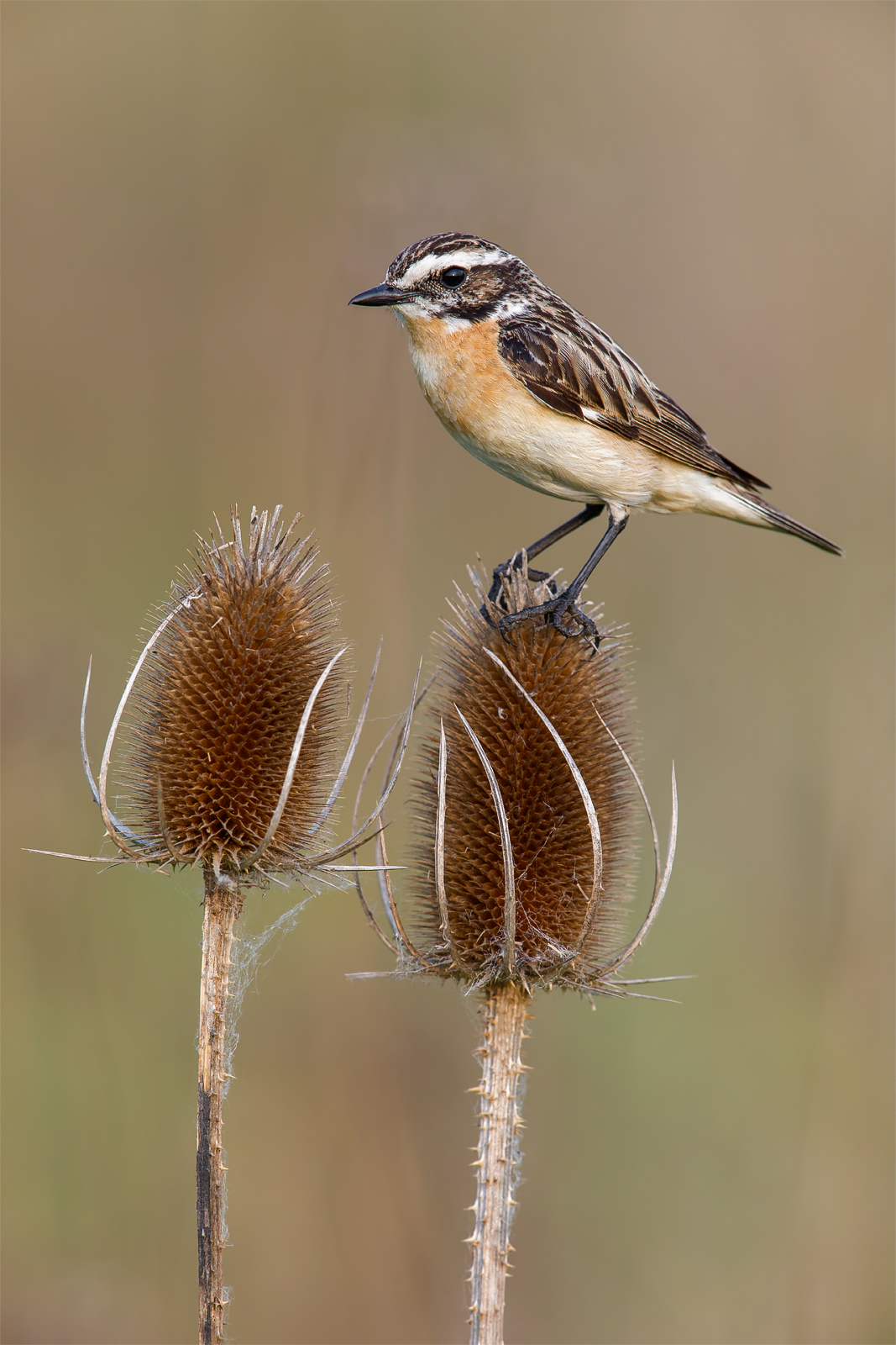 Stiaccino (Saxicola rubetra)