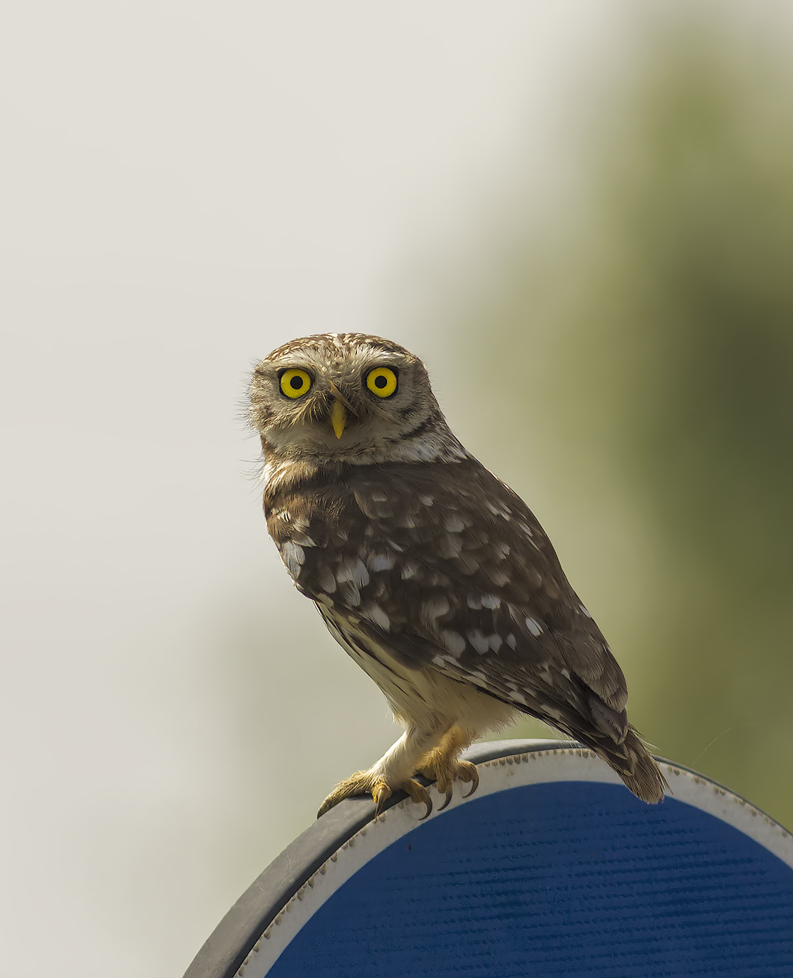 Su un segnale stradale