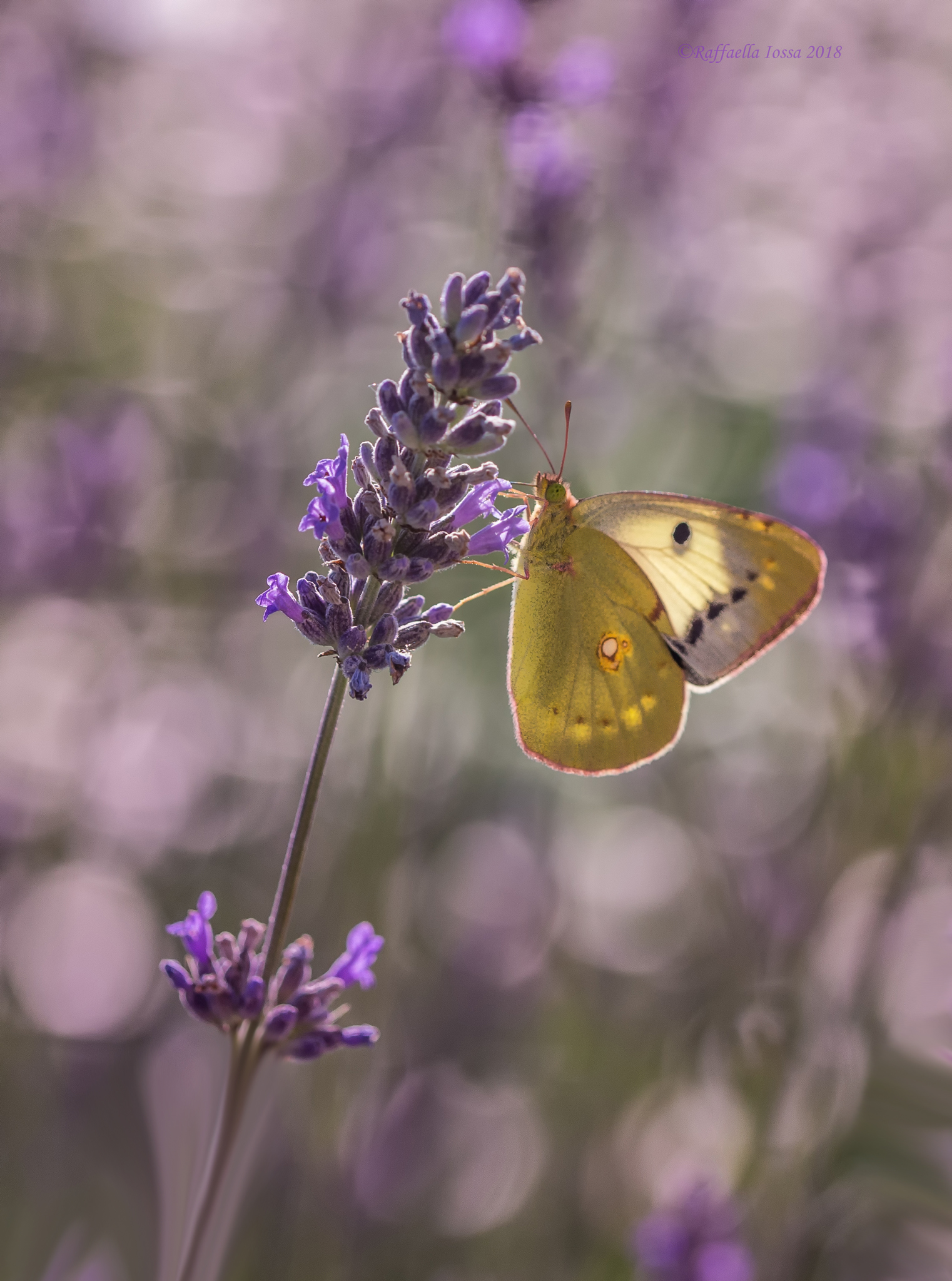 Colias croceus