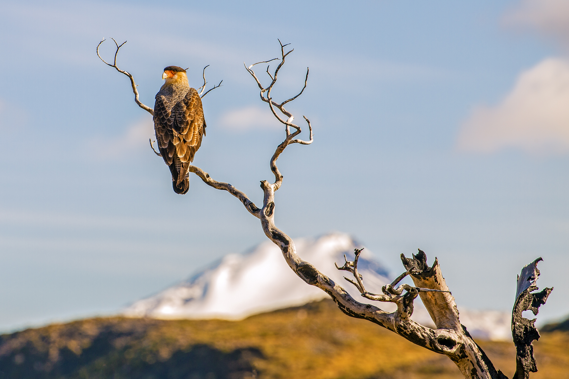 Caracara