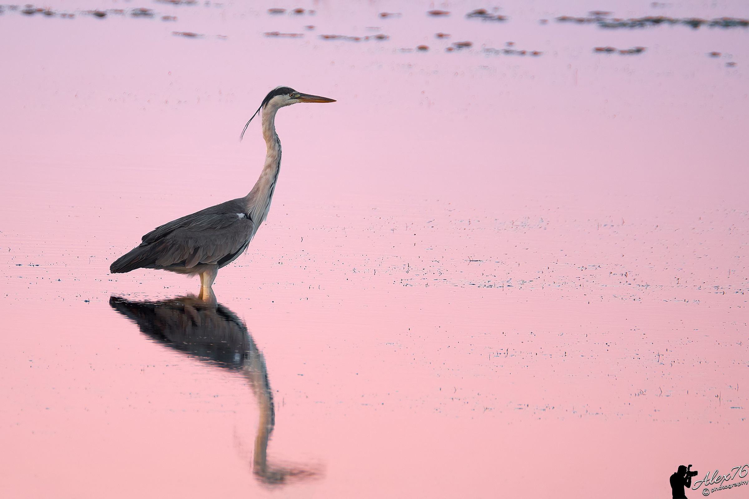 Grey Heron Golden Hour...