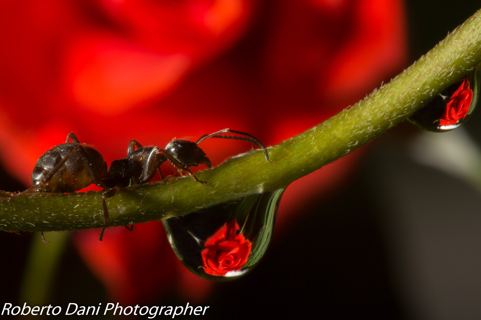 Ant and Rose