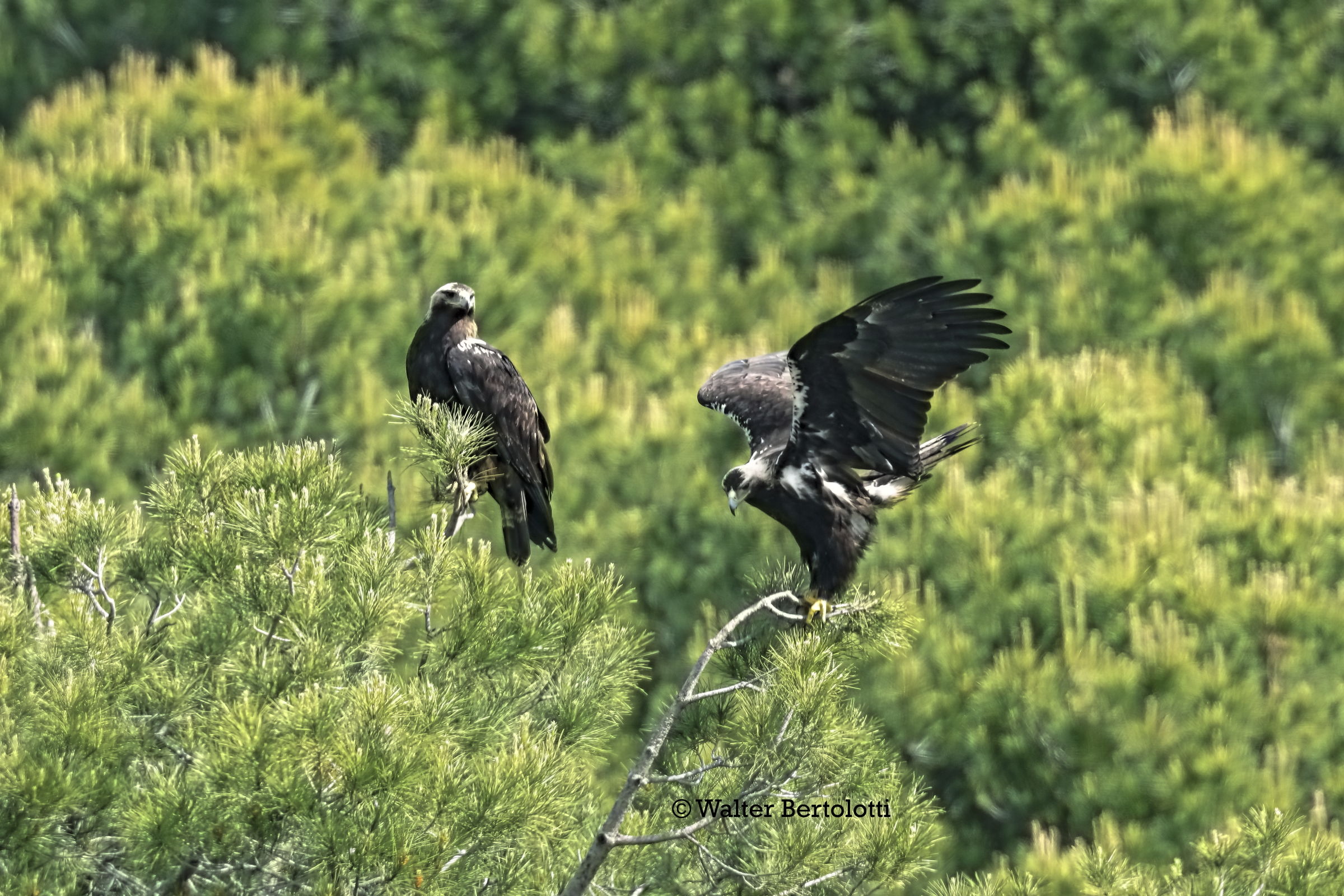 aquila imperiale iberica