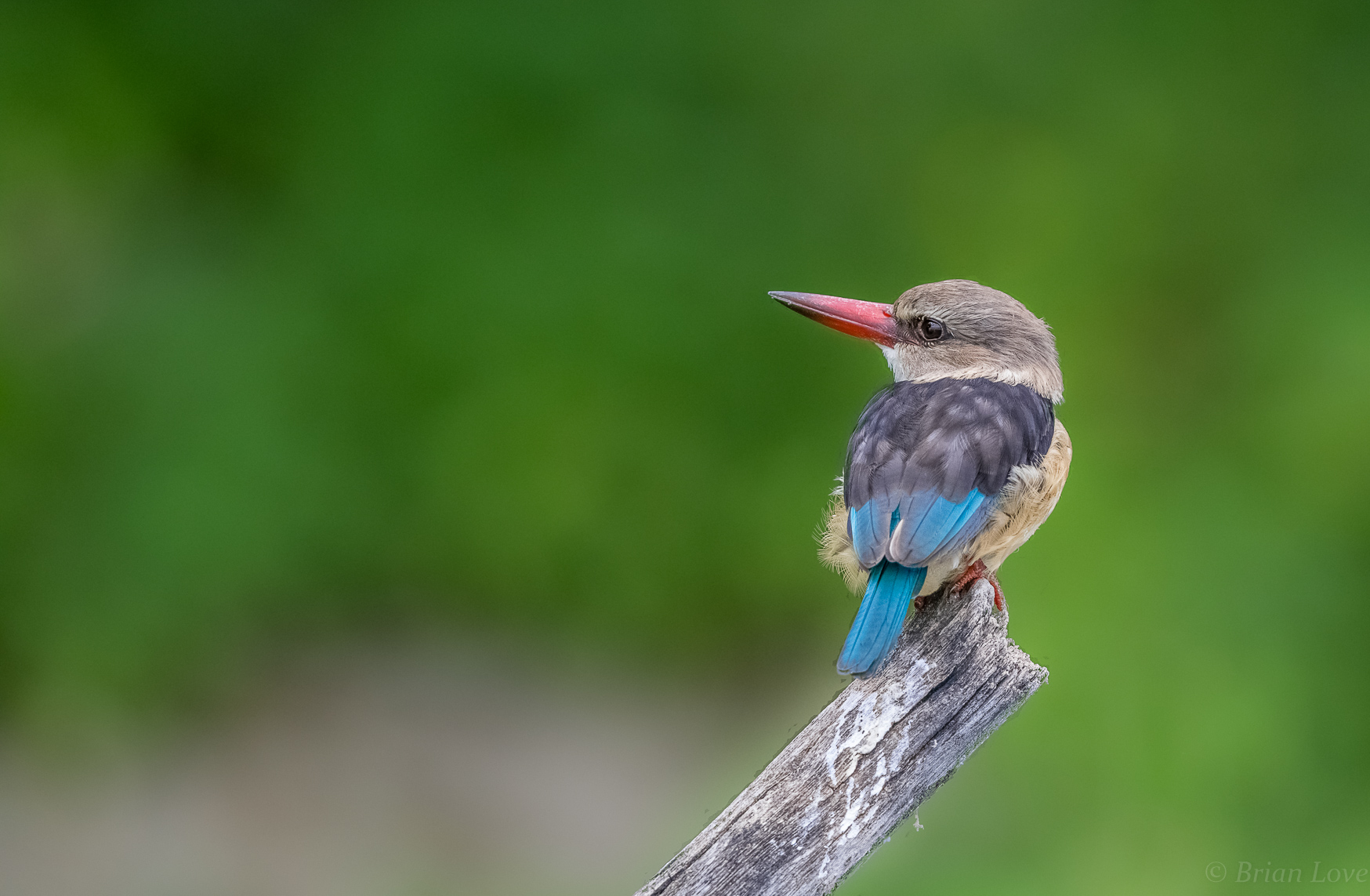 Martin pescatore con cappuccio marrone