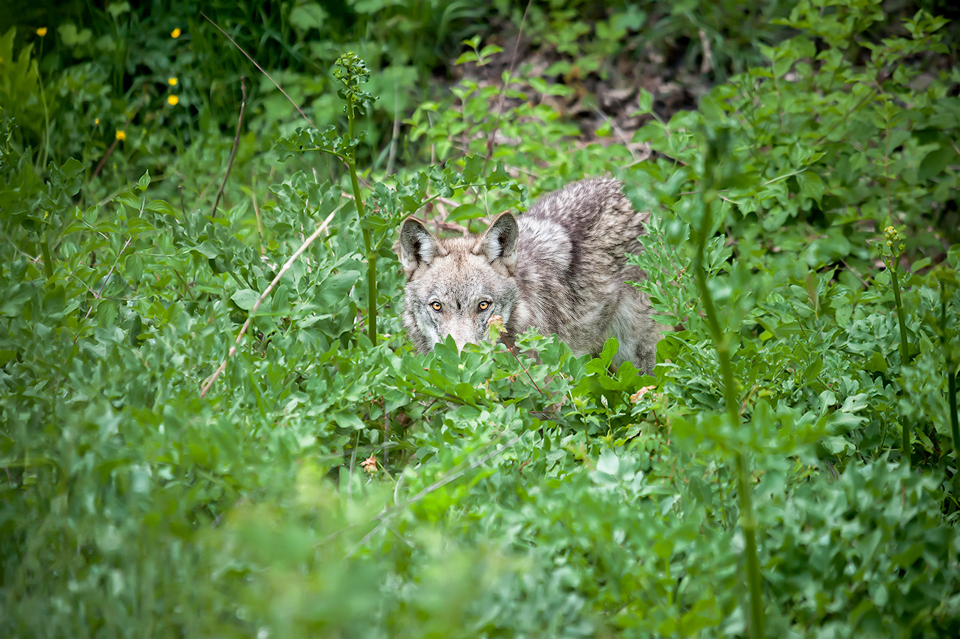 I keep an eye on you