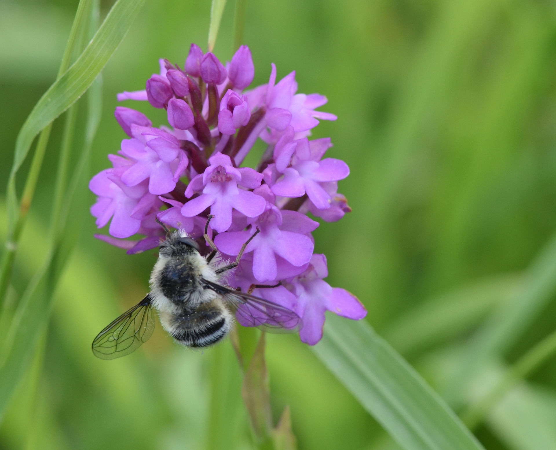 Bumblebee on Wild Orchid