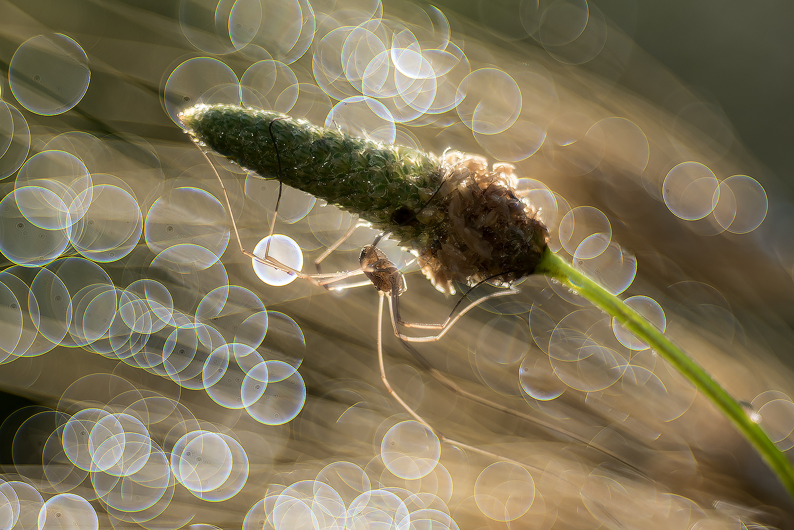 Matter of... opilione.