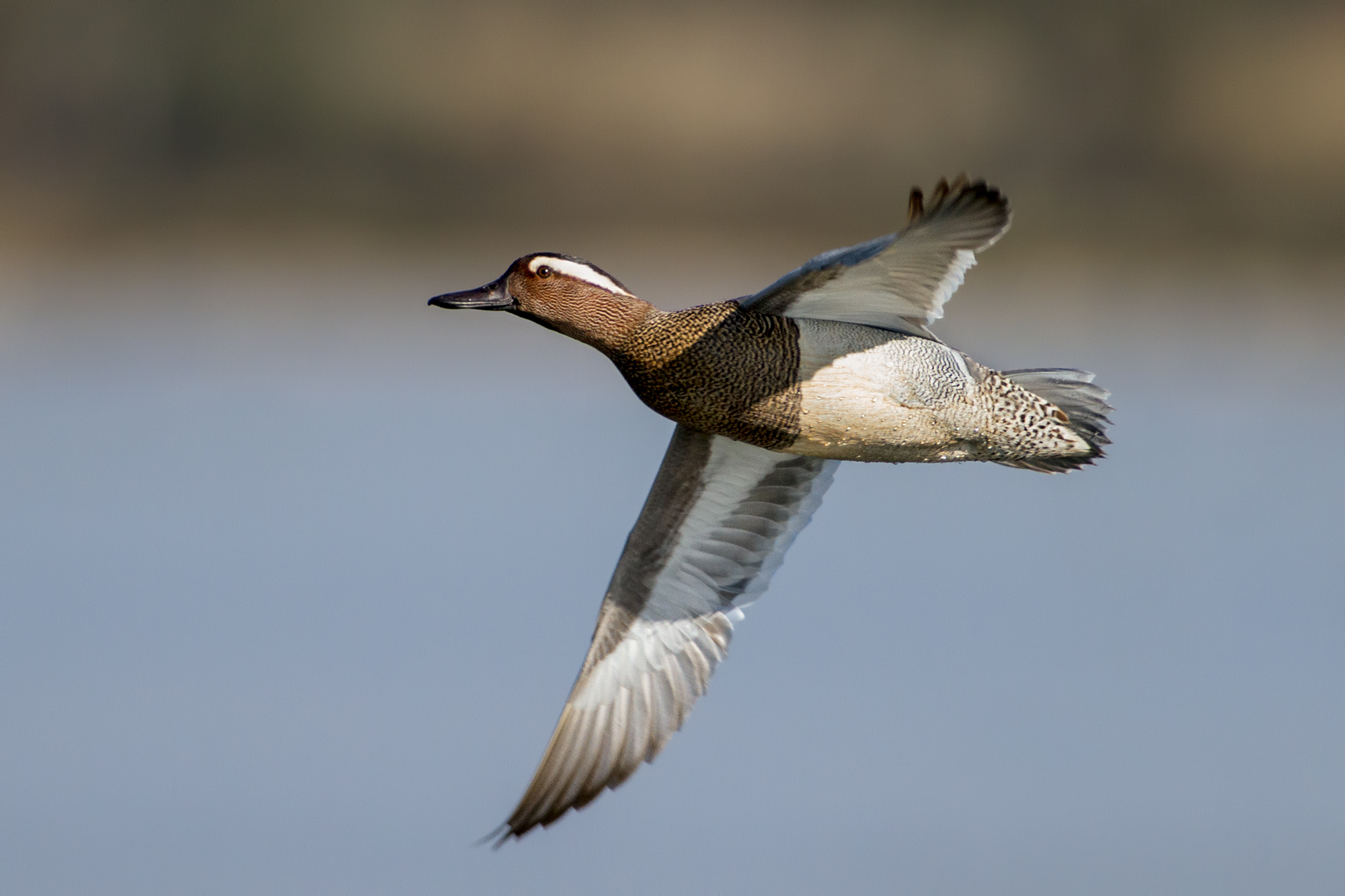 Garganey