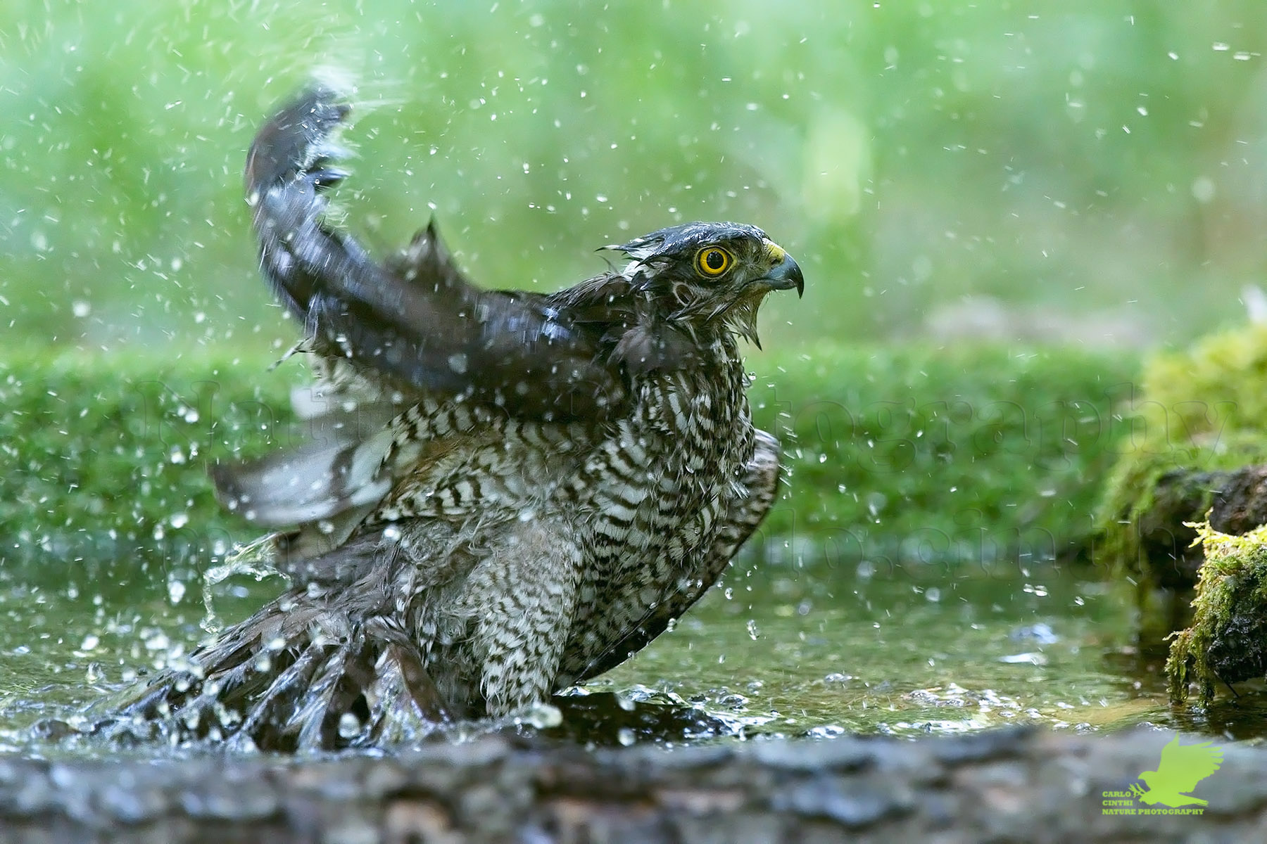Sparviere femmina - 2018