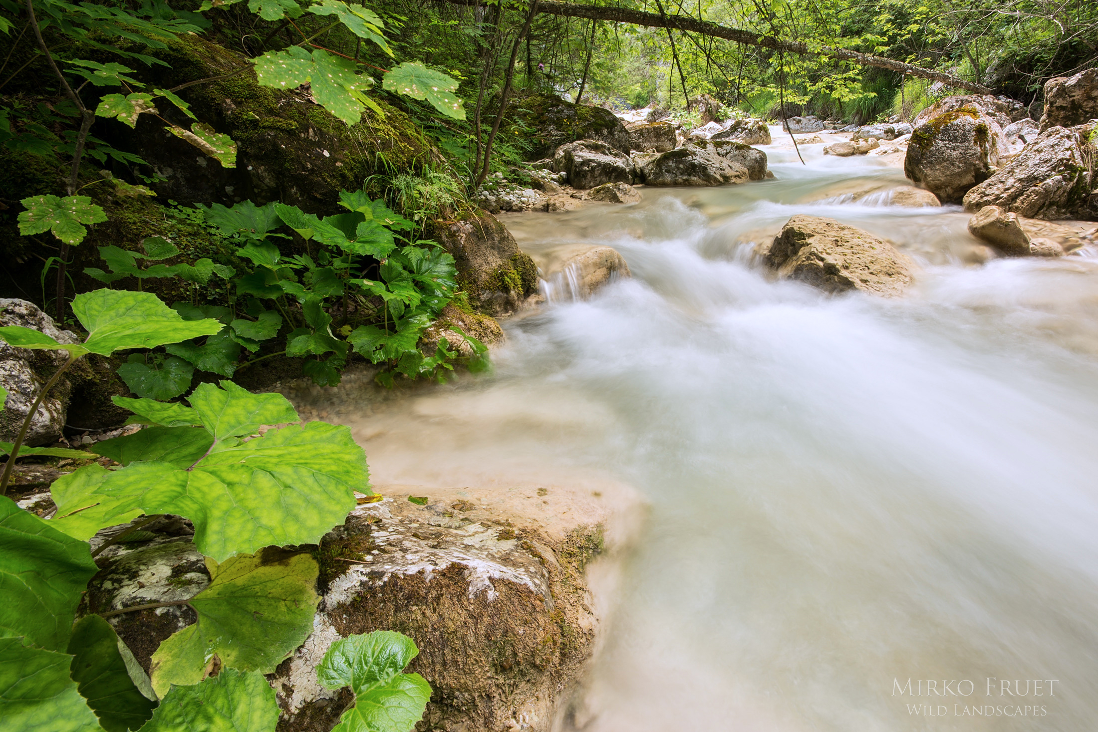 Torrente Moggio (Val di Sella)