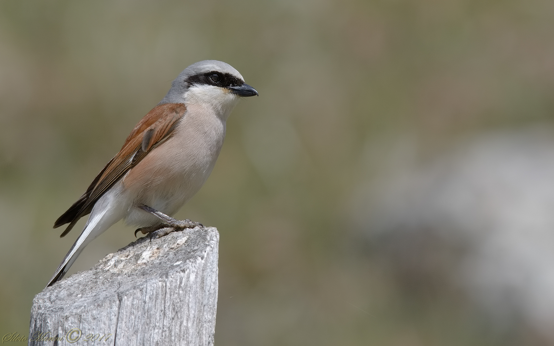 Averla piccola (Lanius collurio)