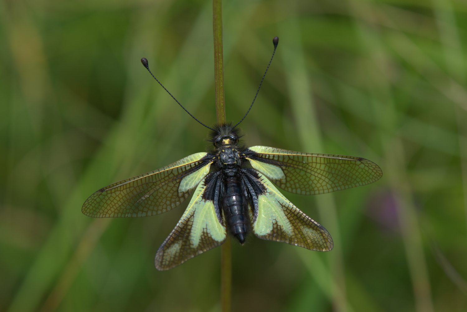 Libelloides Coccajus