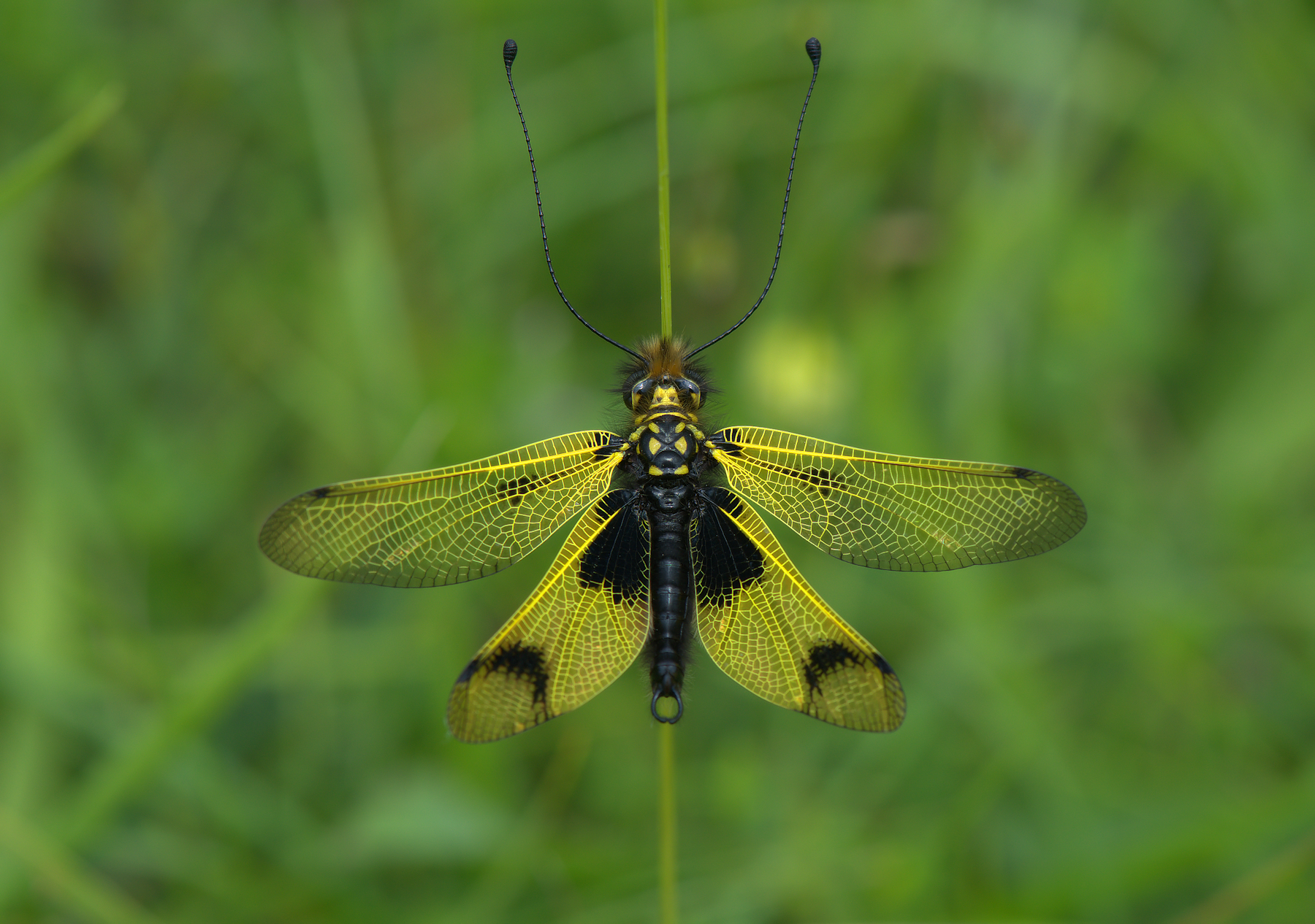 Libelloides Longicornis