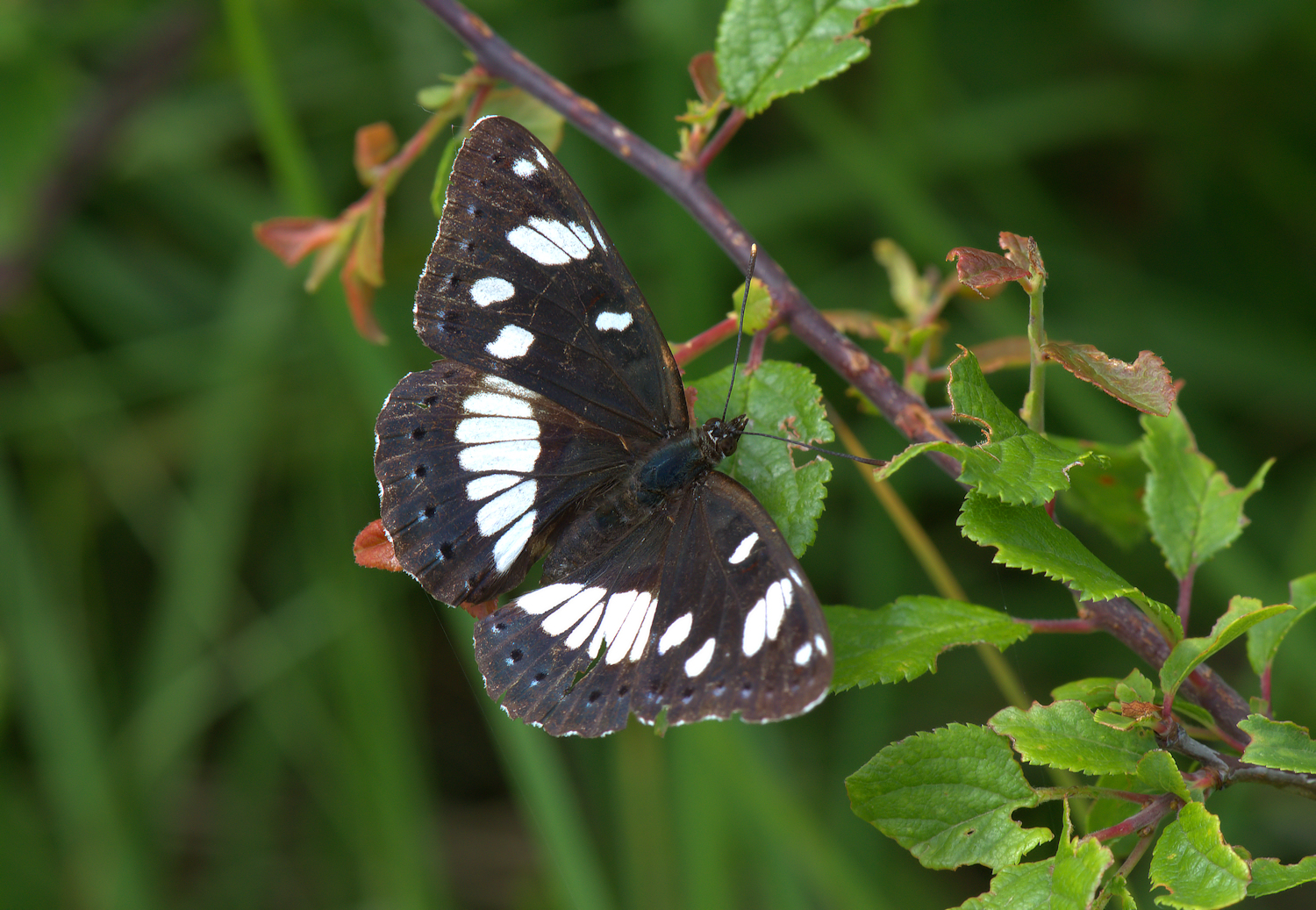 Limenitis reducta