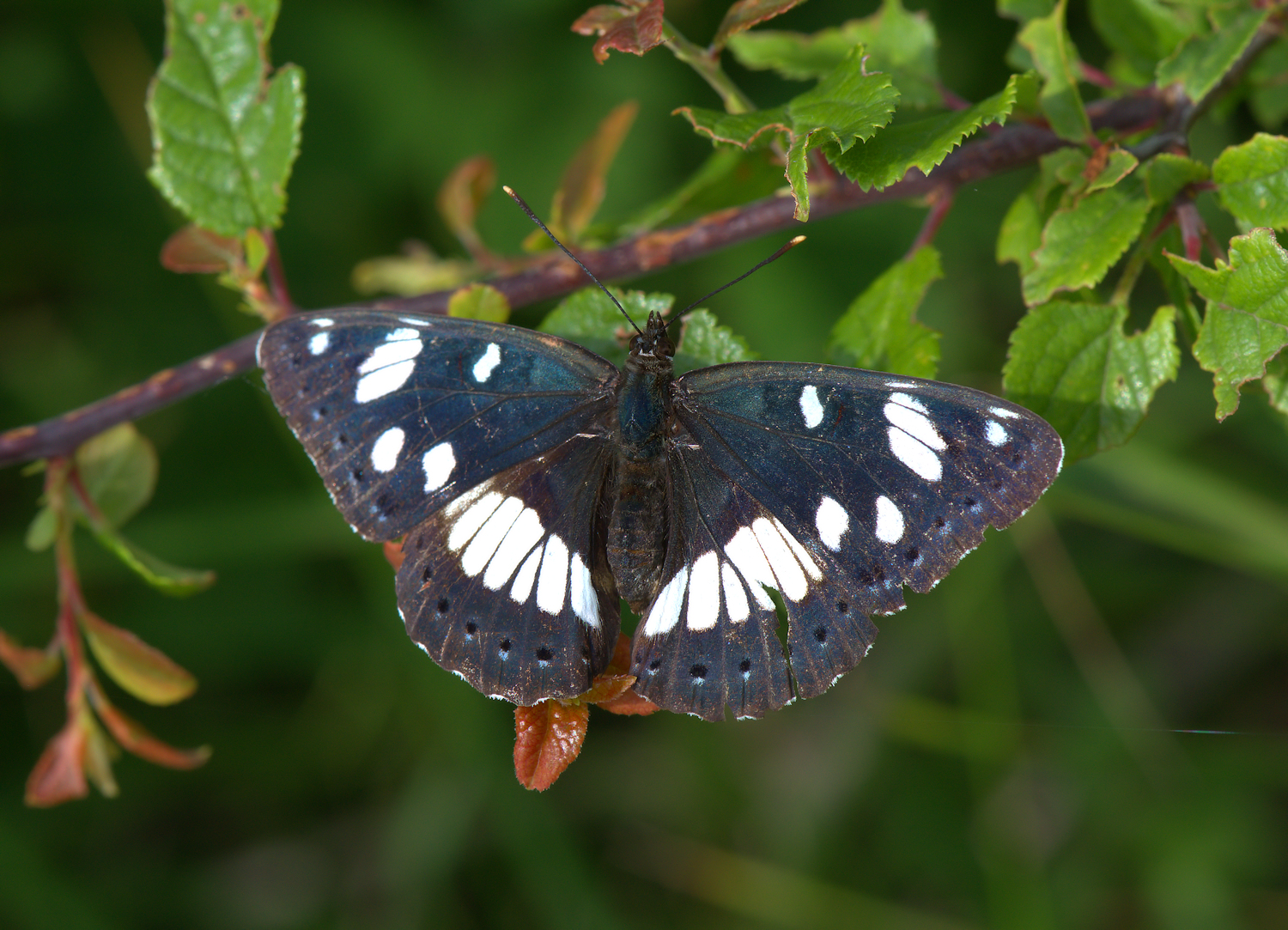 Limenitis reducta