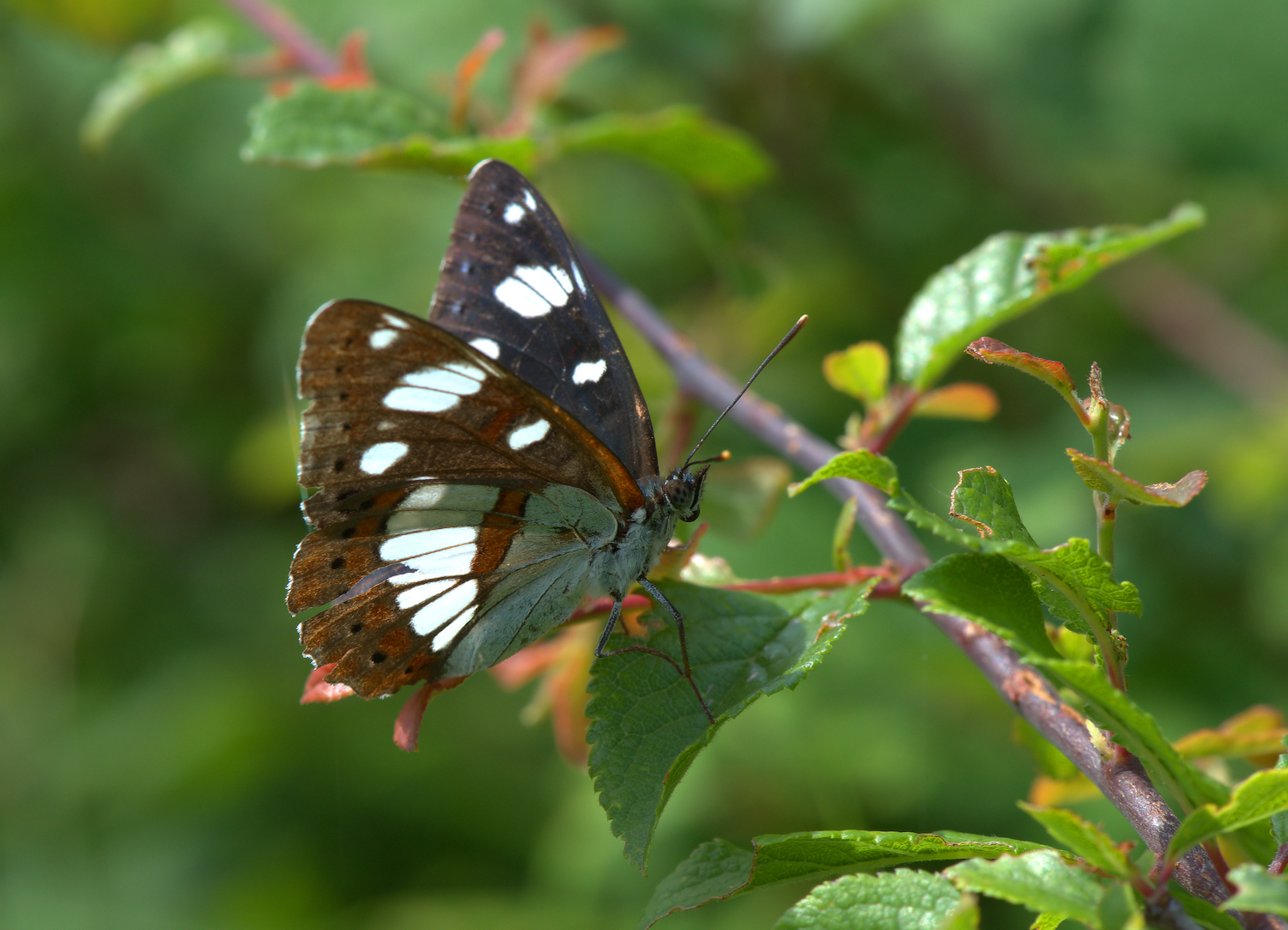 Limenitis reducta