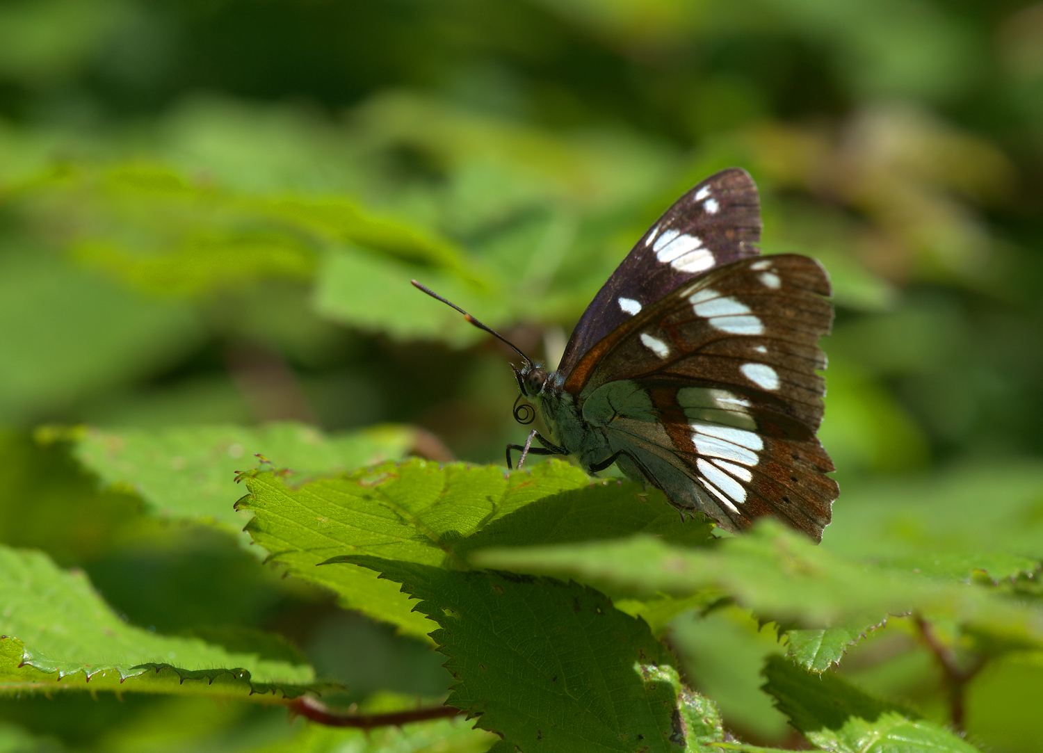 Limenitis reducta