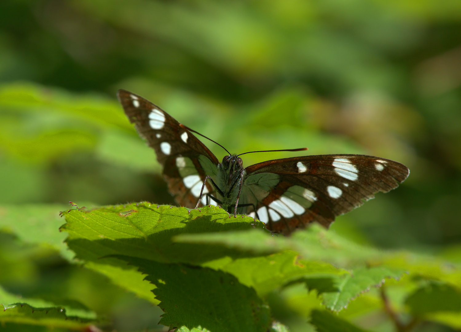 Limenitis reducta