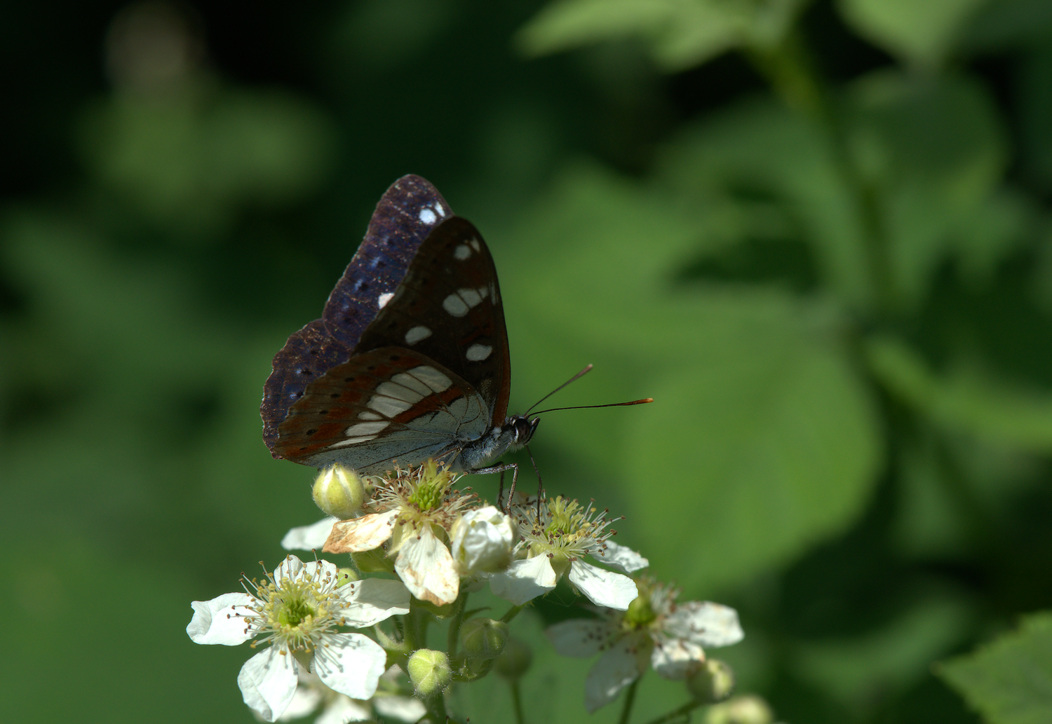 Limenitis reducta