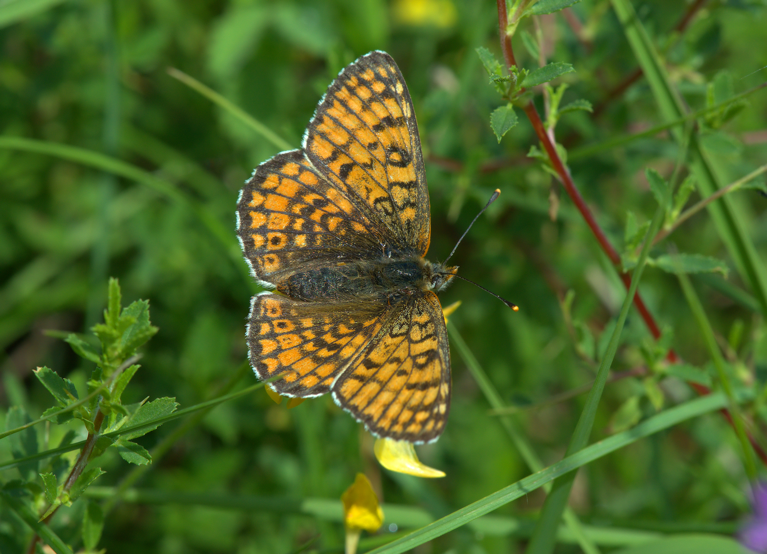 Melitaea athalia