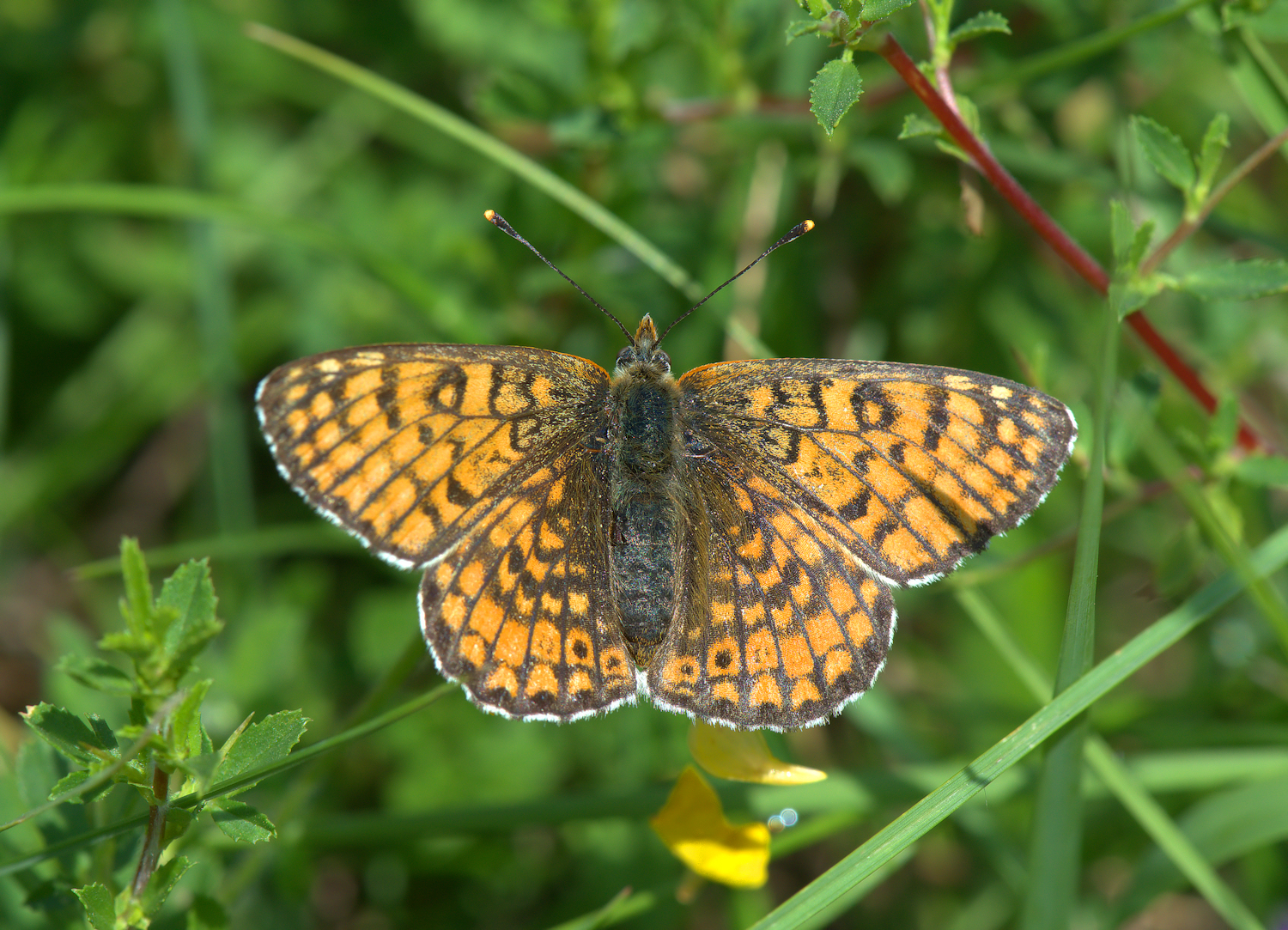 Melitaea athalia