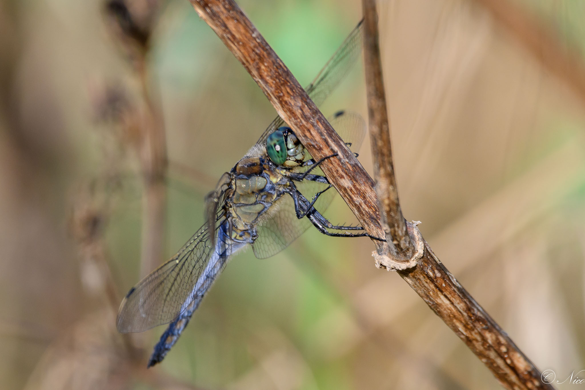 Per i puristi della macro non è perfetta