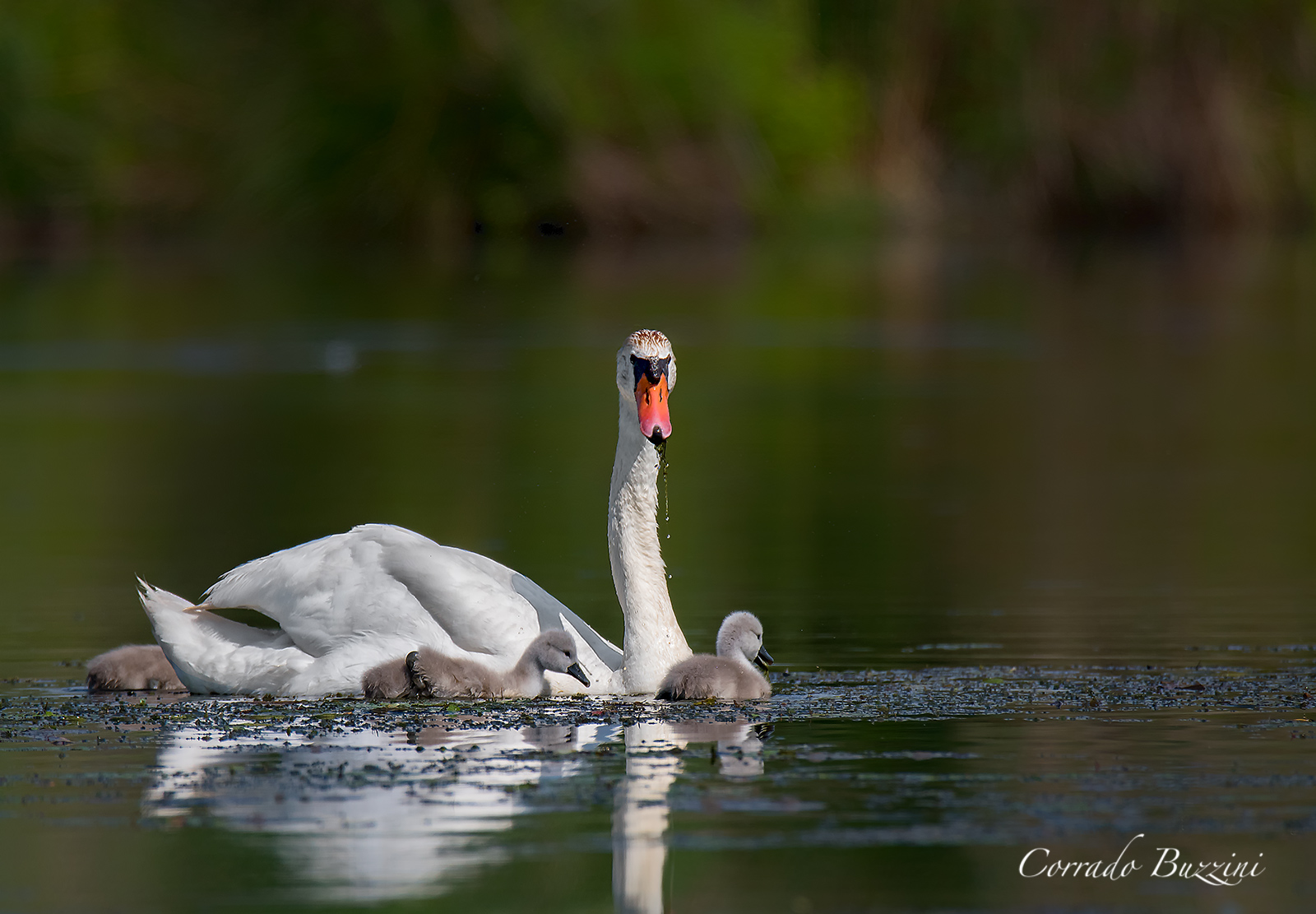Family of Swans