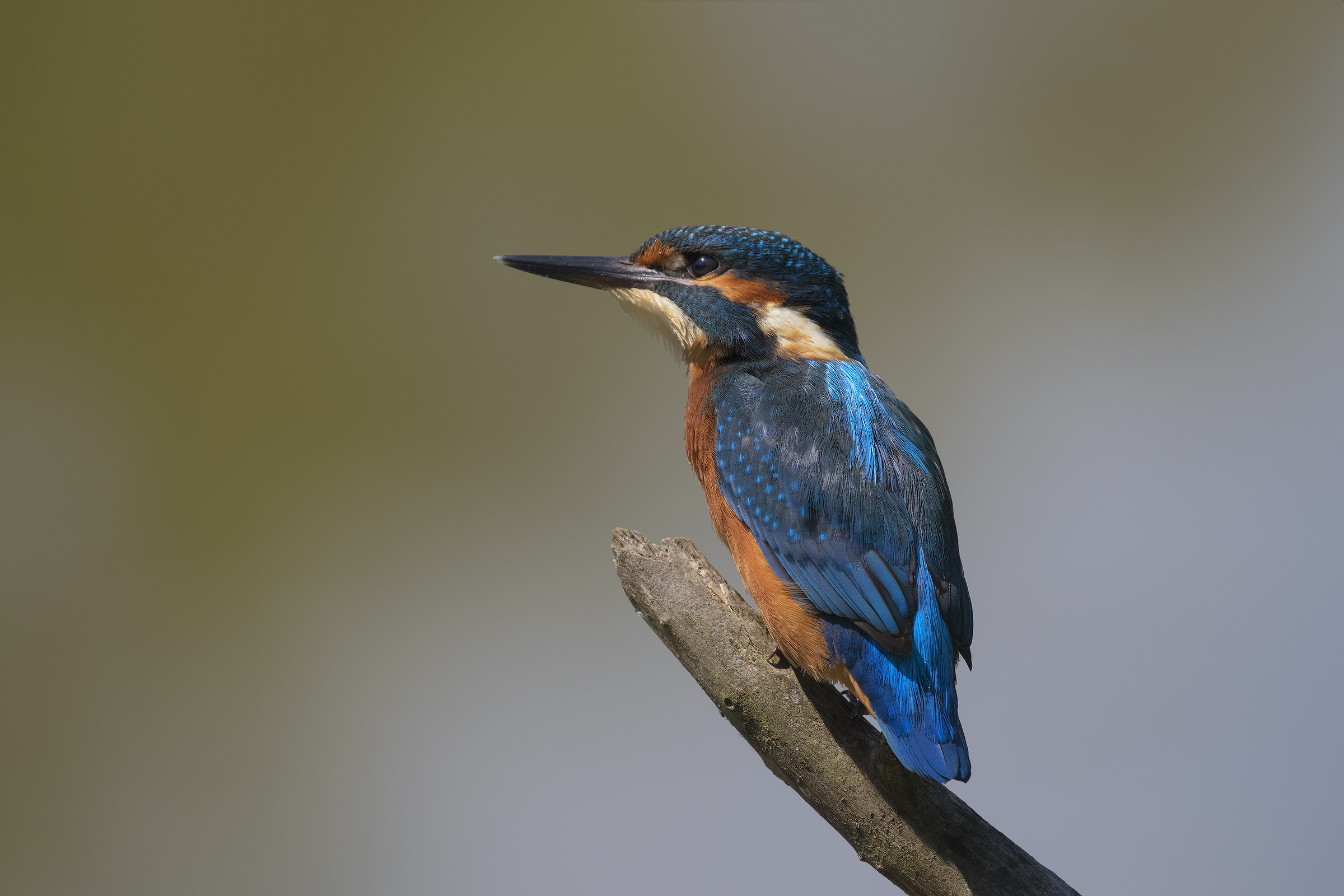 The first Martino of 2018