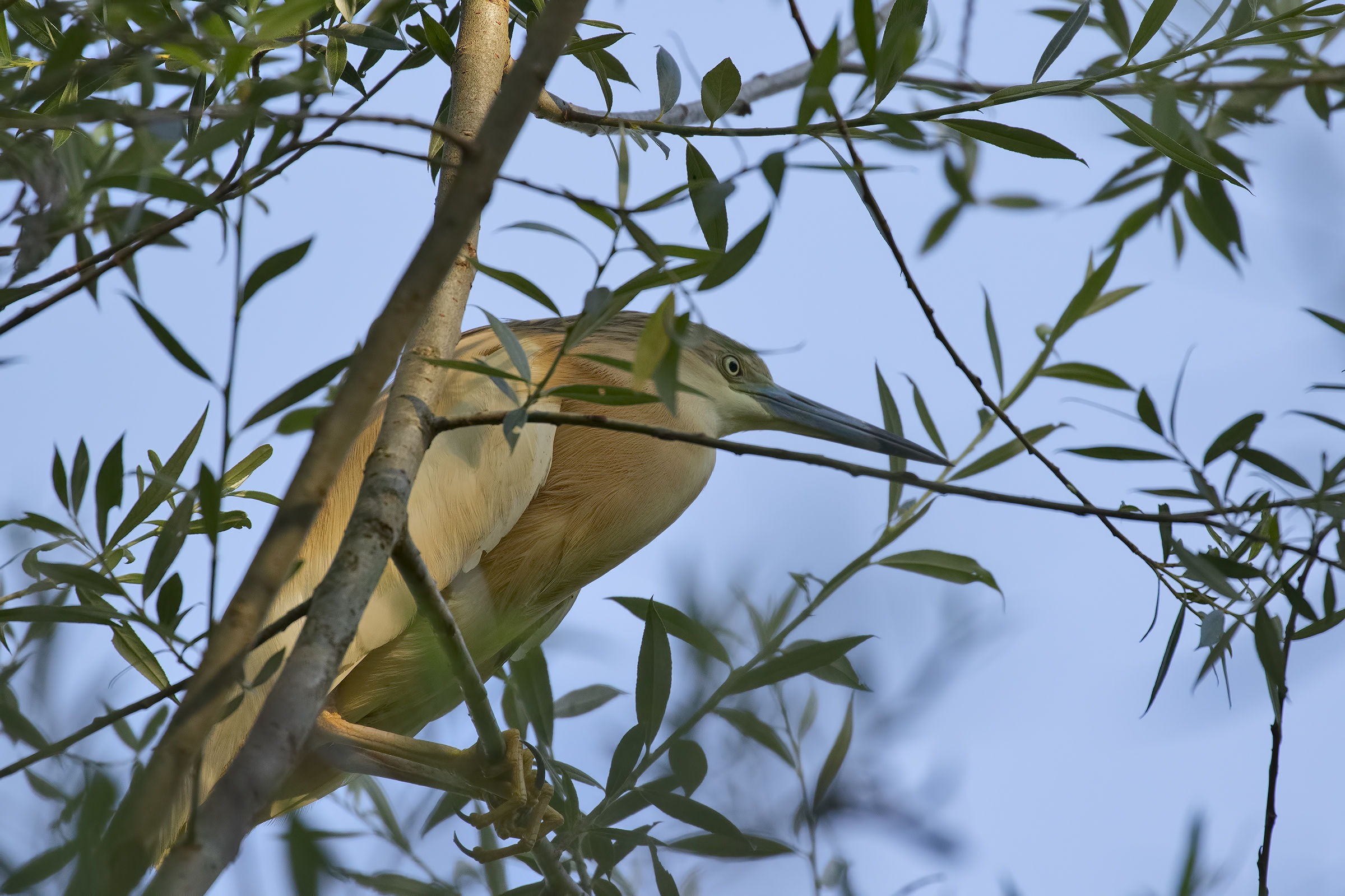 Squacco Tuft among the branches (over my head)