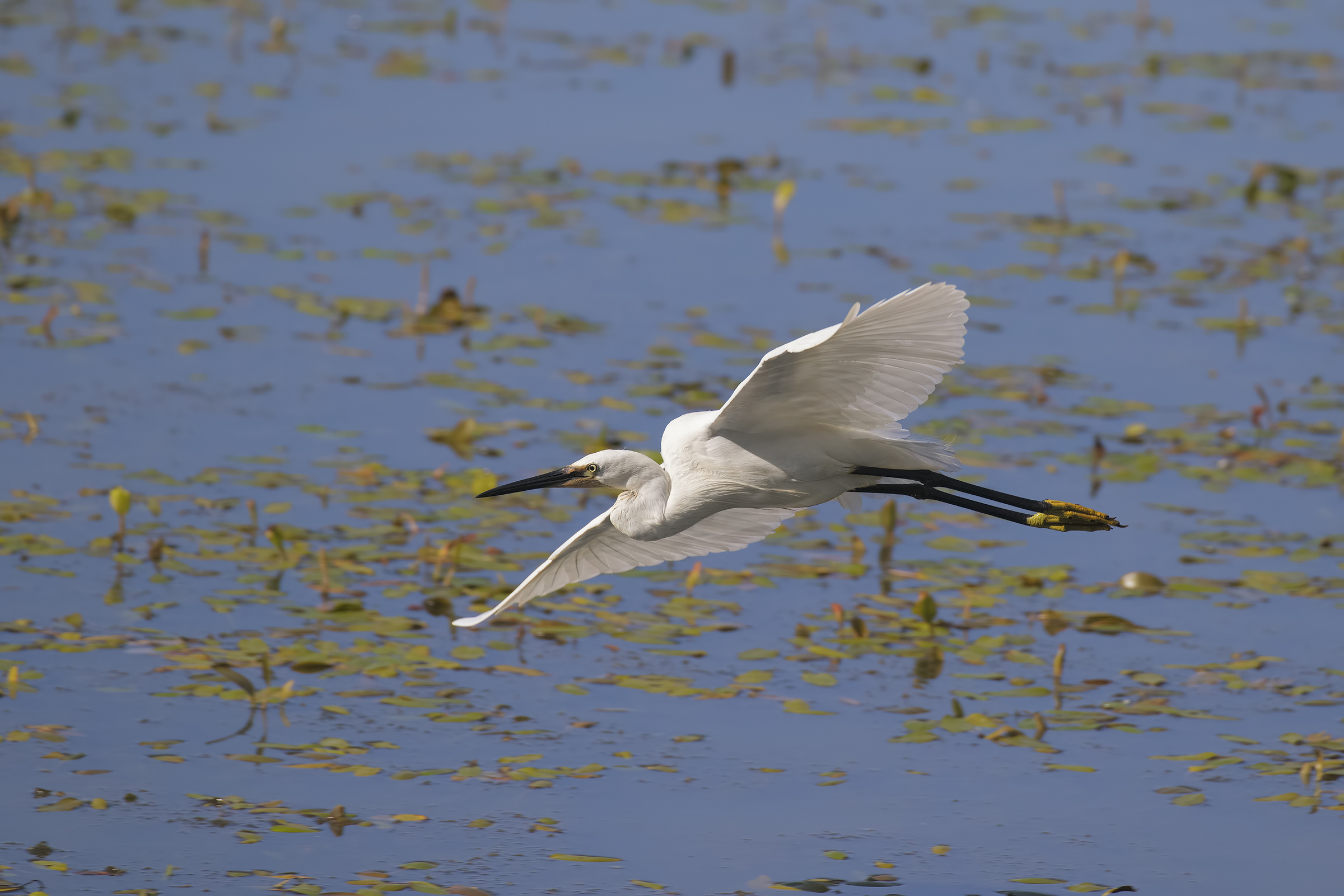 Egret in flight
