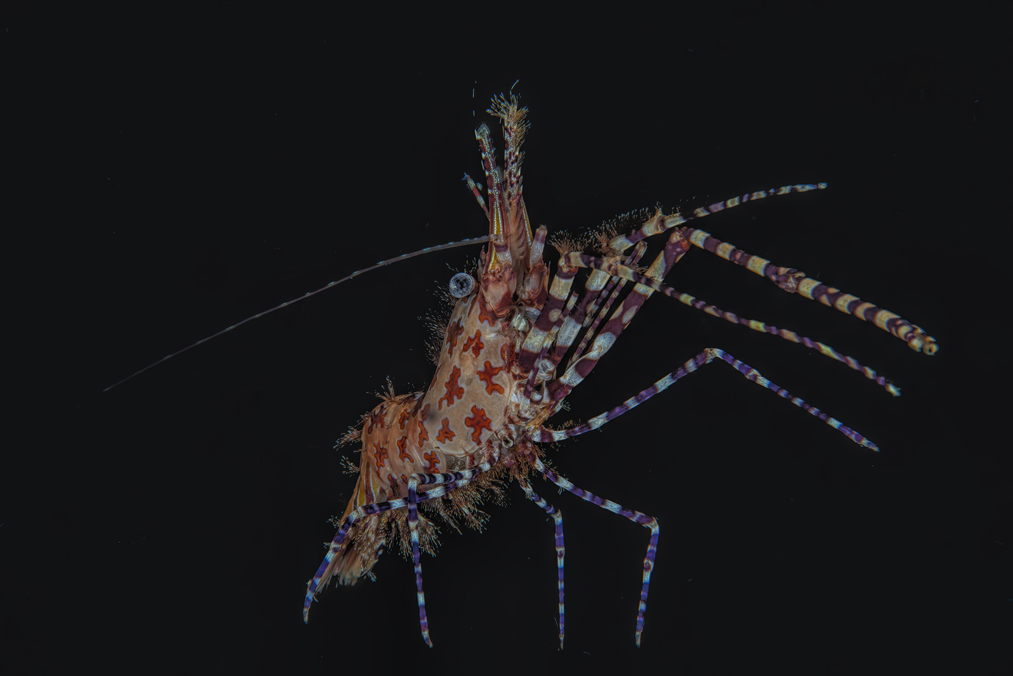 Saron Shrimp-Saron marmoratus, or common marble shrimp